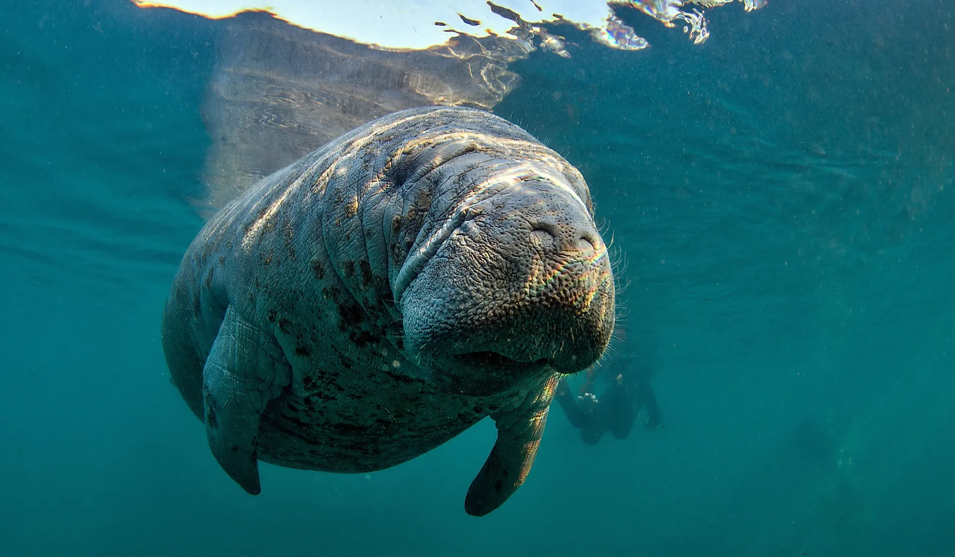 The West Indian manatee.