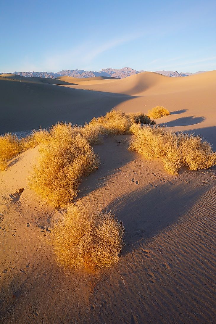 Mesquite sand dune environs in the Great Basin Desert.