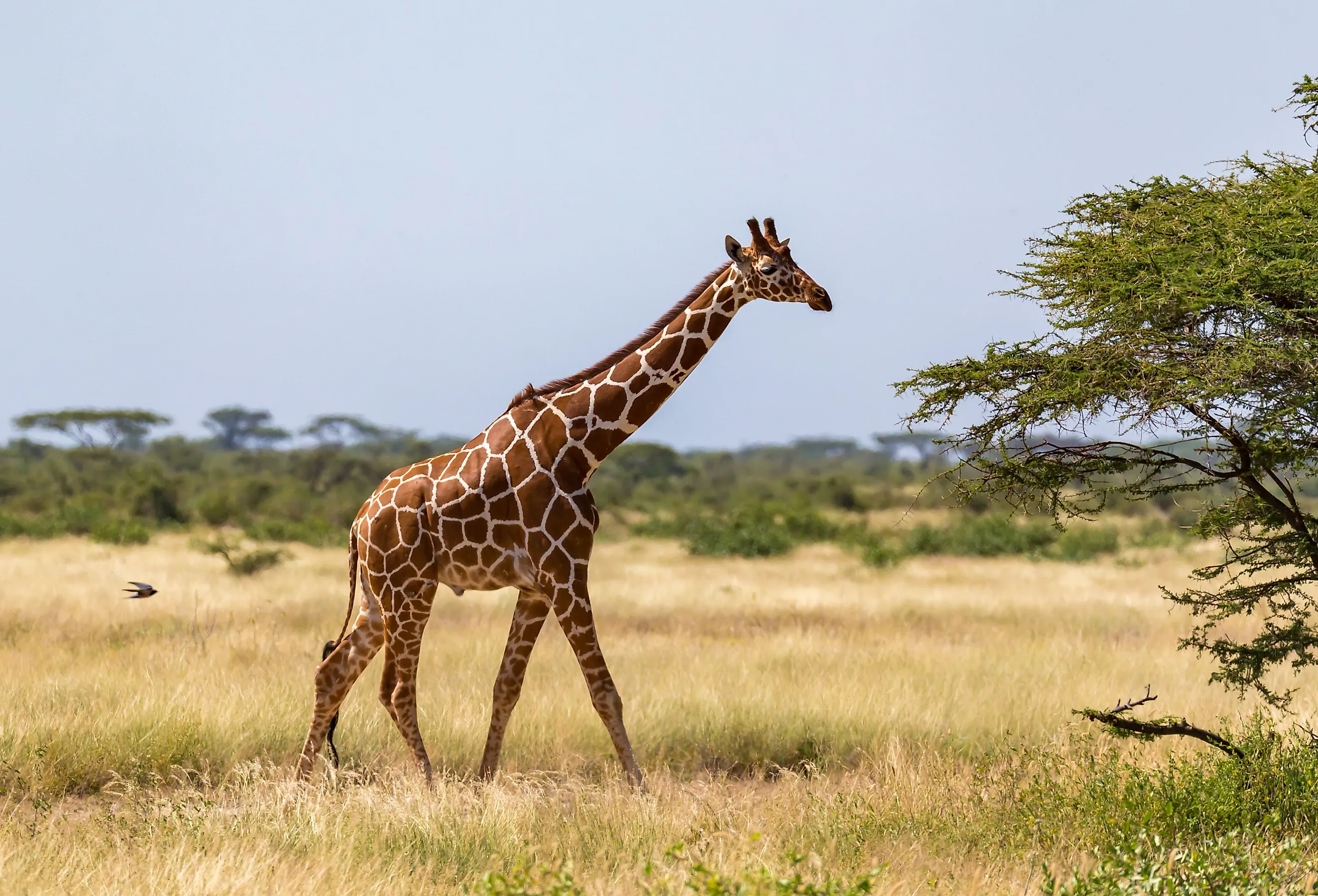 giraffes travel across america