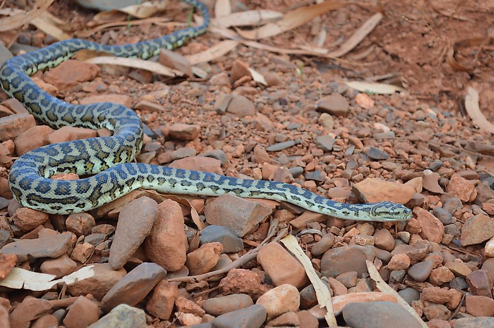 What Animals Live In The Australian Outback Worldatlas