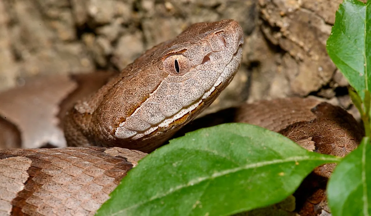 Close up of an Eastern Copperhead (Agkistrodon contortrix).