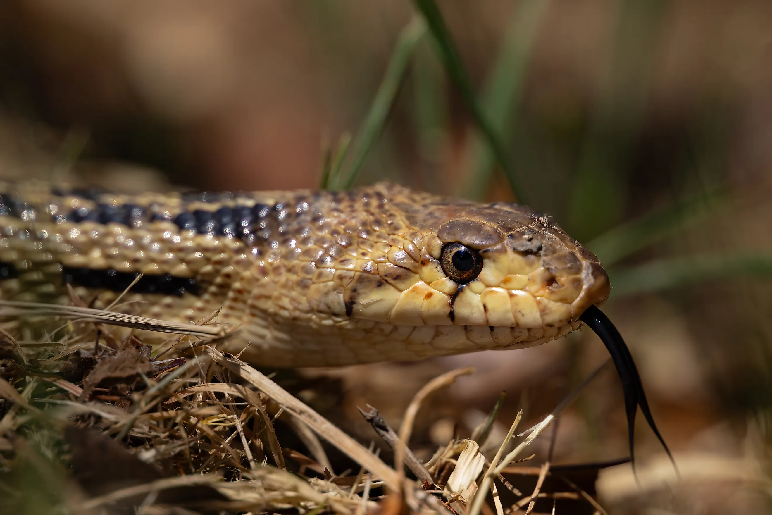 Gopher Snake looking for Heat