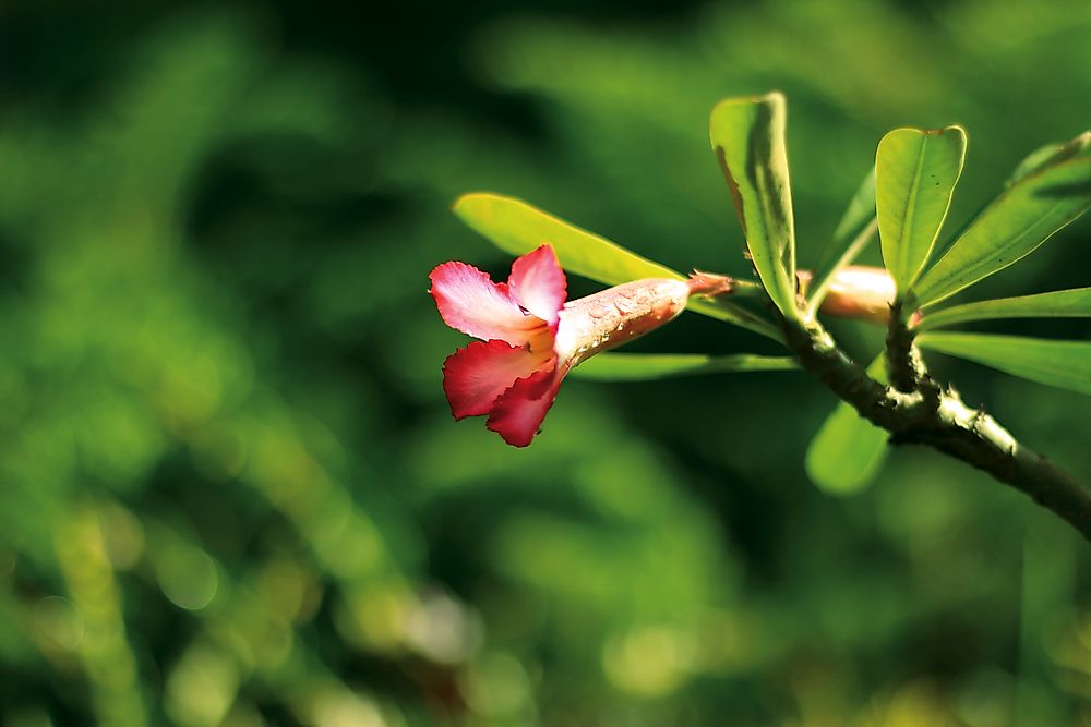 An adenium flower, which is native to the Sahel region of Africa.