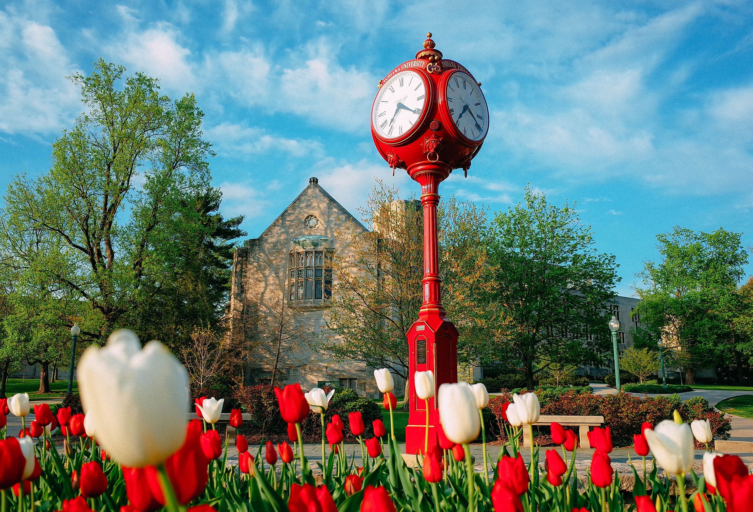 Indiana University in Bloomington in late spring/early summer with red and white tulips. 