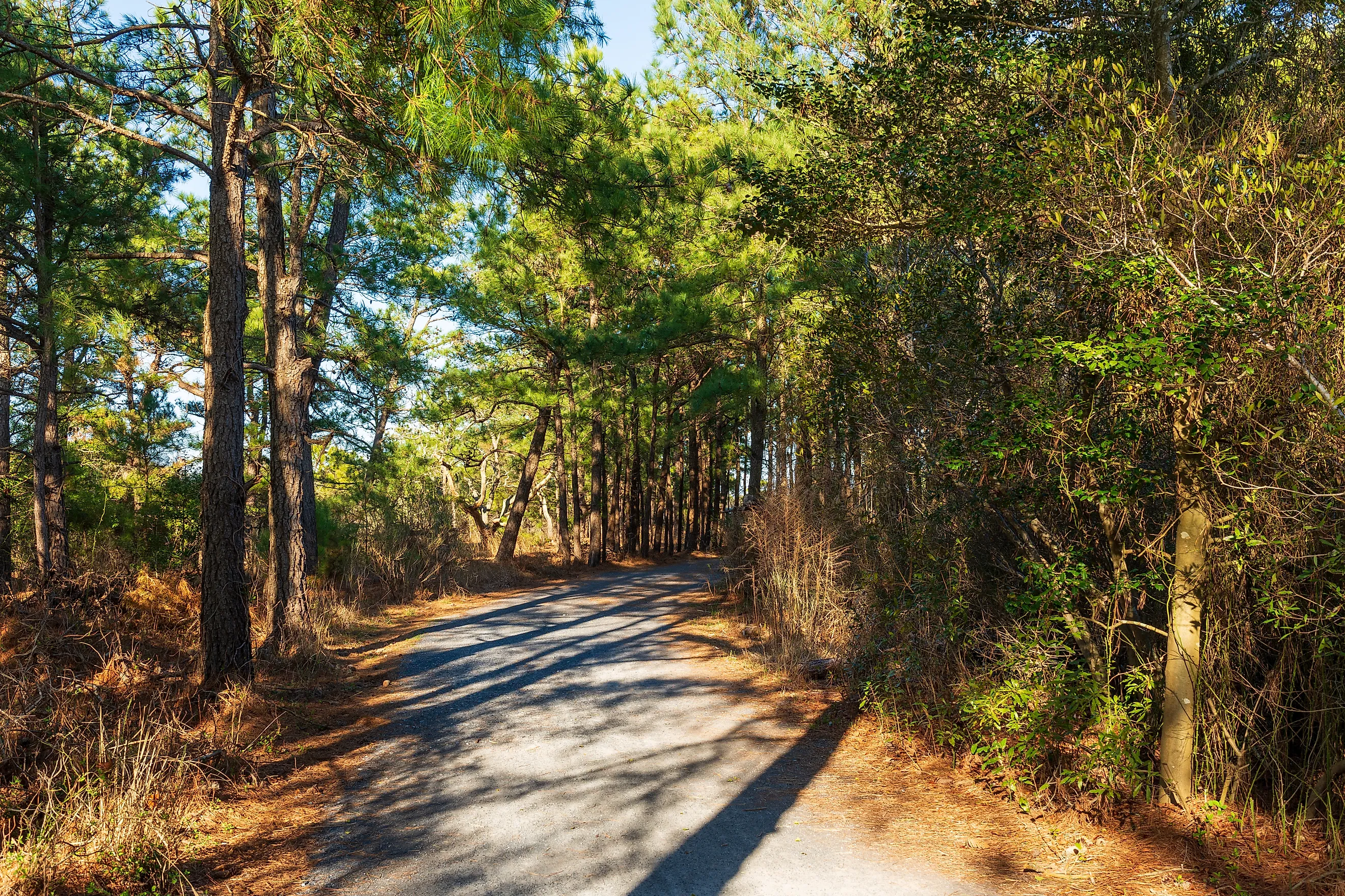 The Gordons Pond Trail through the woods at Cape Henlopen State Park. Image Credits: Liz Albro Photography via Shutterstock