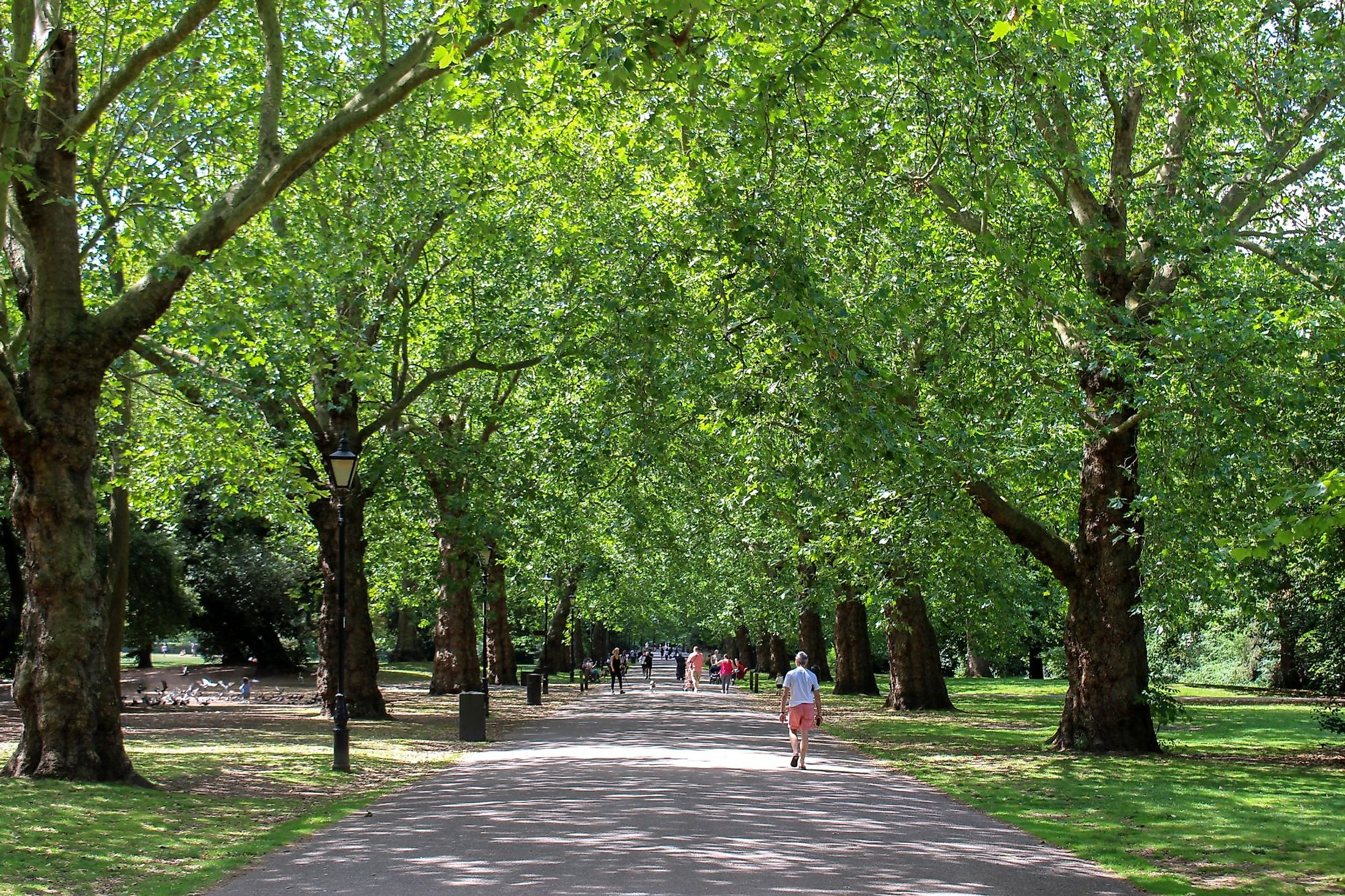 Battersea Park trees and woodland in the south banks of River Thames in Battersea, London. 