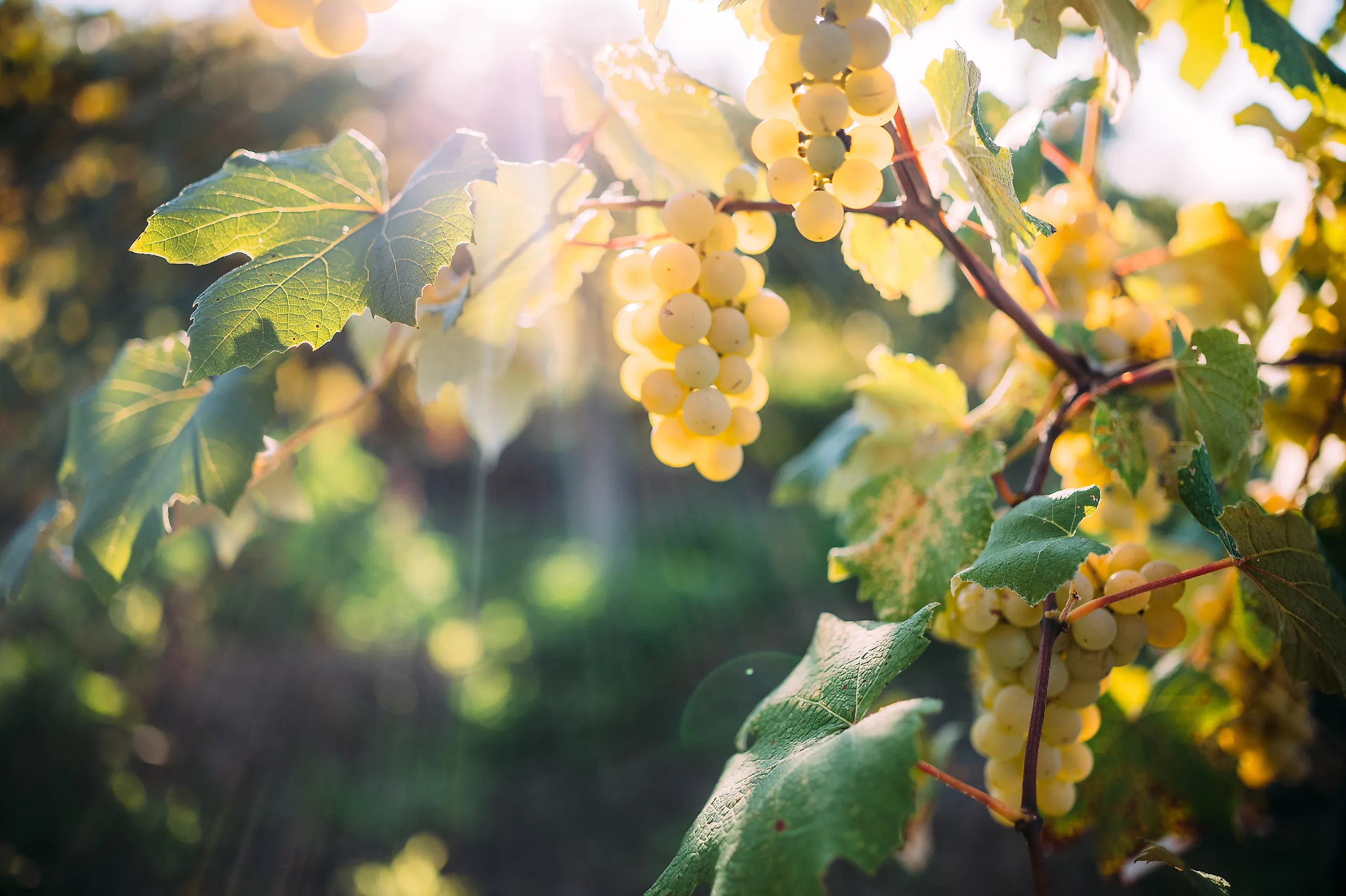 Plump white grapes on vines in Pennsylvania.