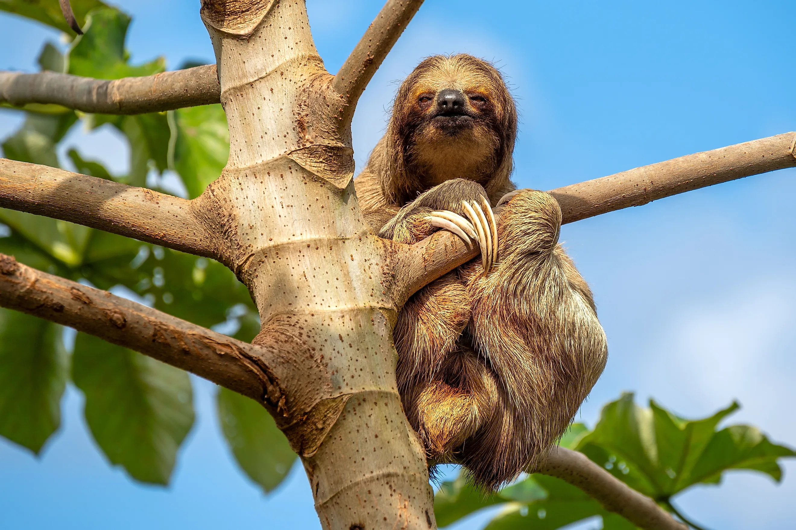 A sloth sitting on a tree branch.