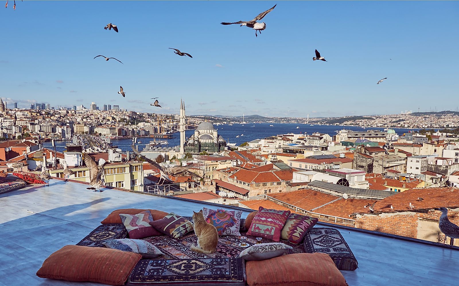 A cat looks out at the skyline of Istanbul.