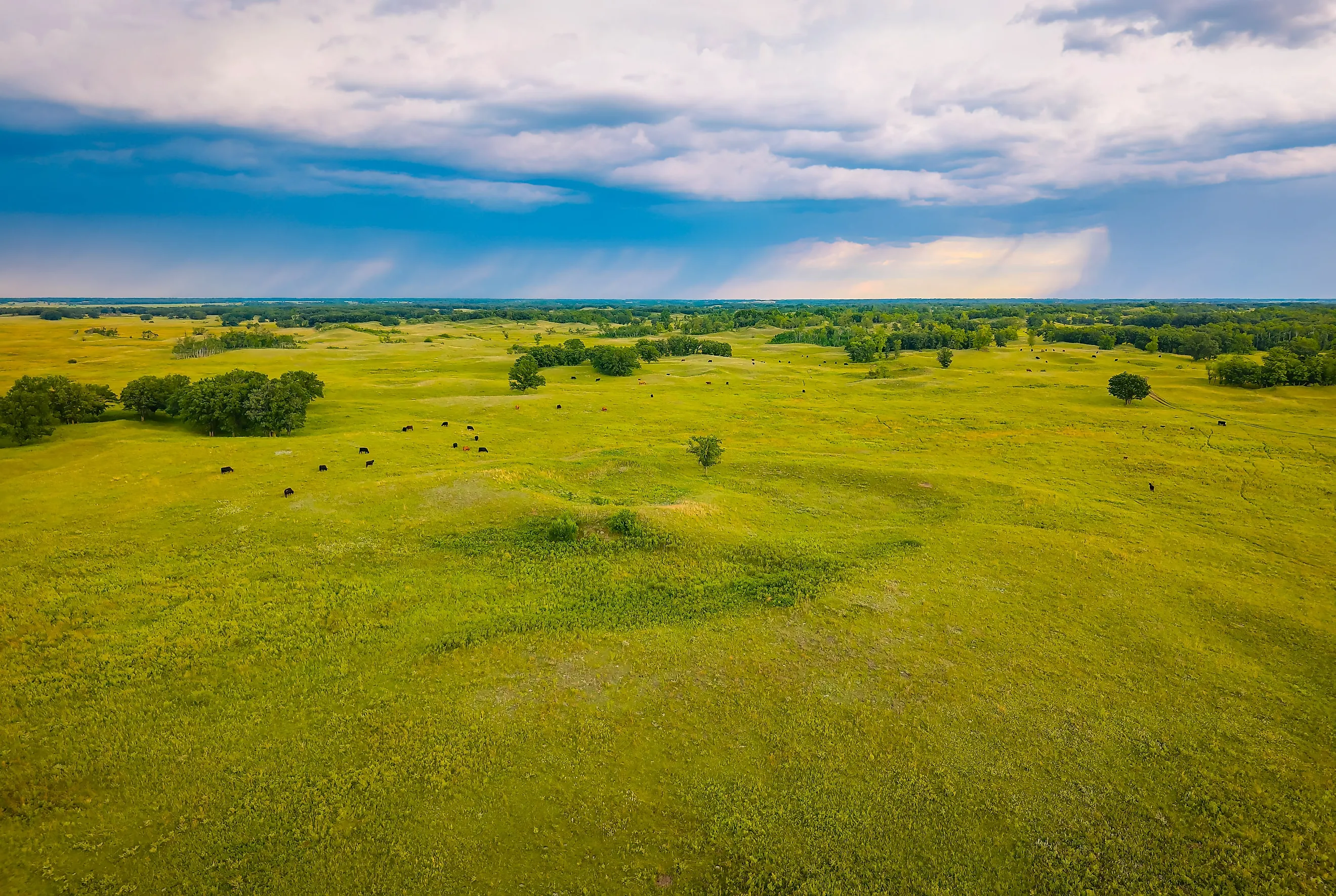 An expansive aerial view captures cattle grazing and feeding across the vast, undulating landscapes of the Sheyenne National Grassland in North Dakota