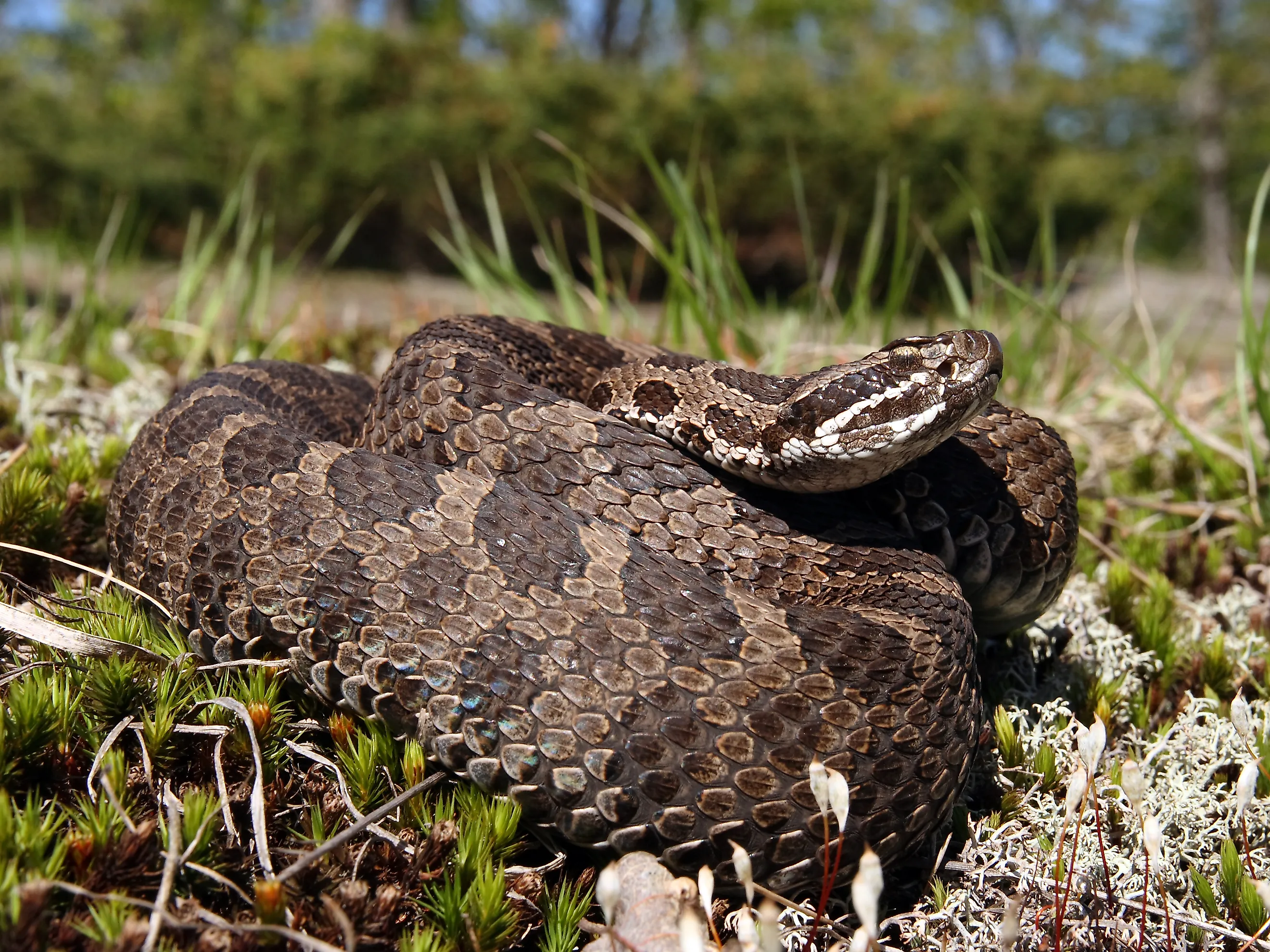 A rare Eastern Massasauga Rattlesnake, native to Pennsylvania.