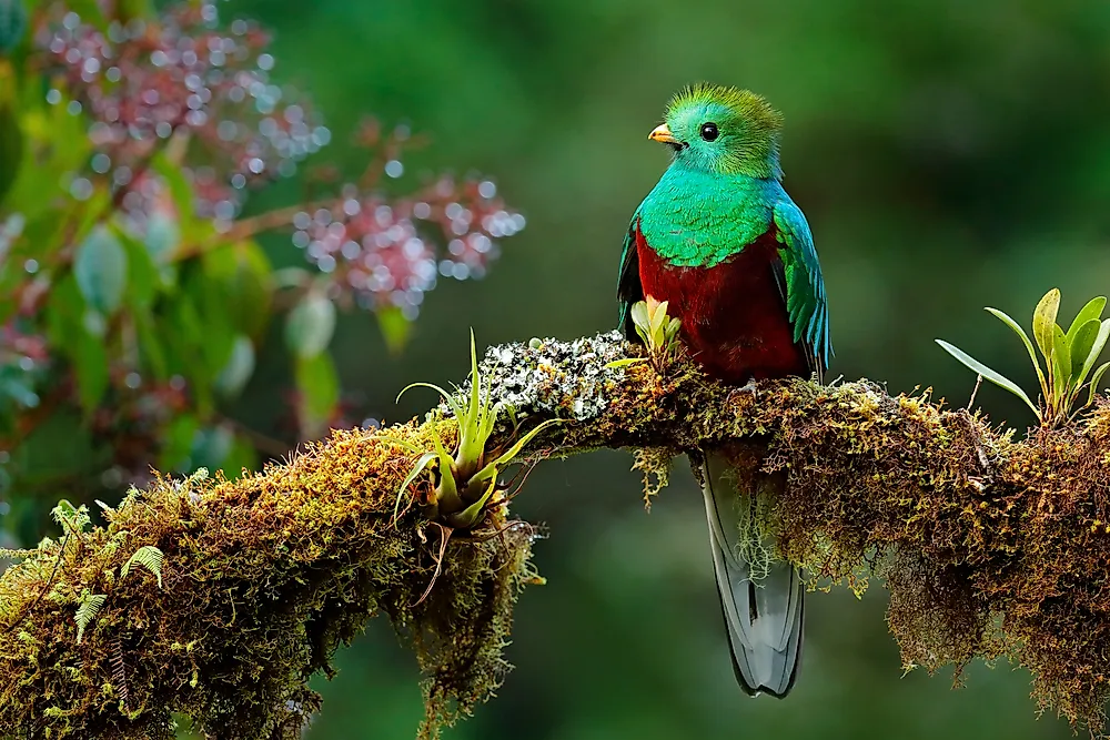 The resplendent quetzal is the largest bird of the trogon species.
