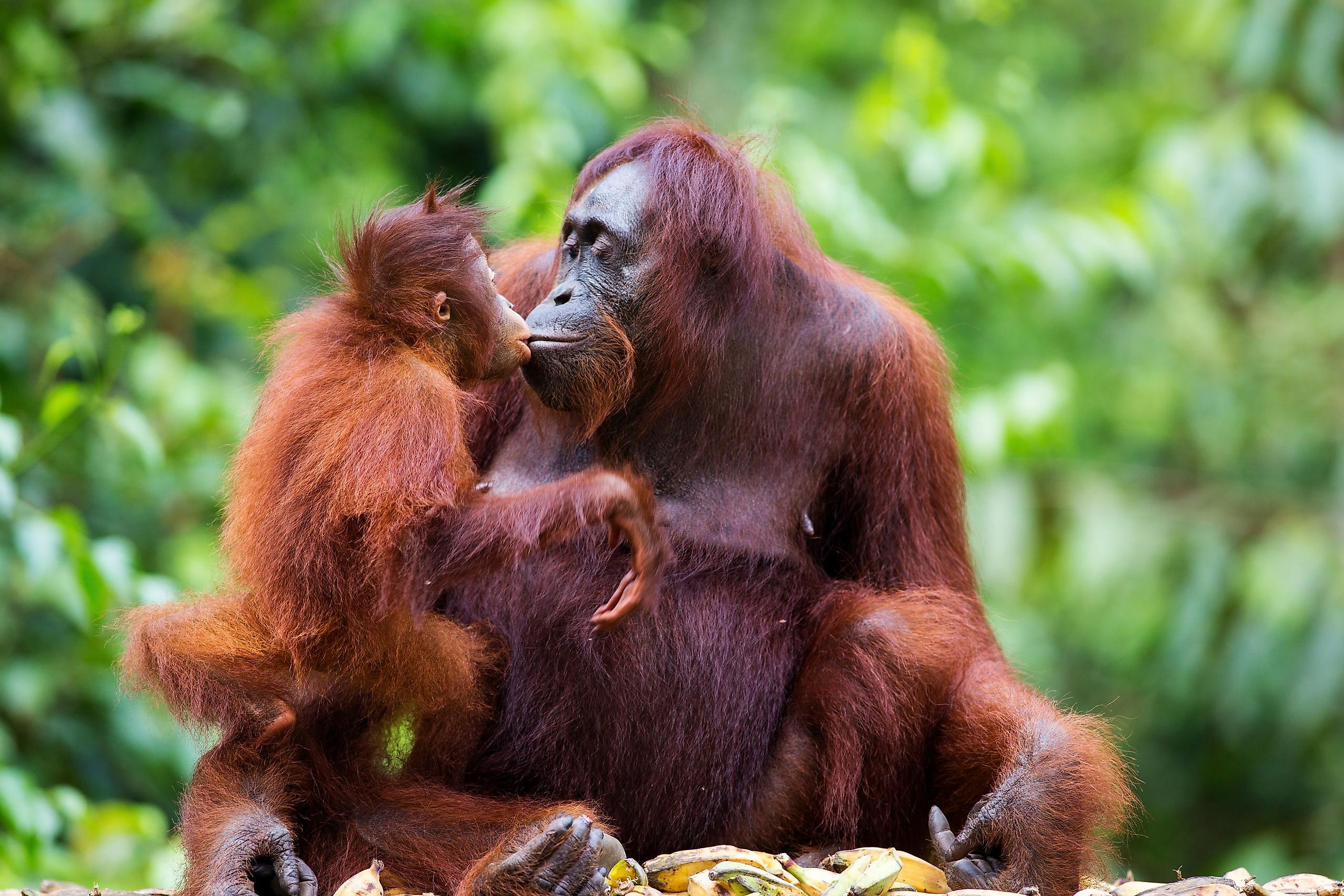 Mother and baby orangutan in their native habitat. Rainforest of Borneo.