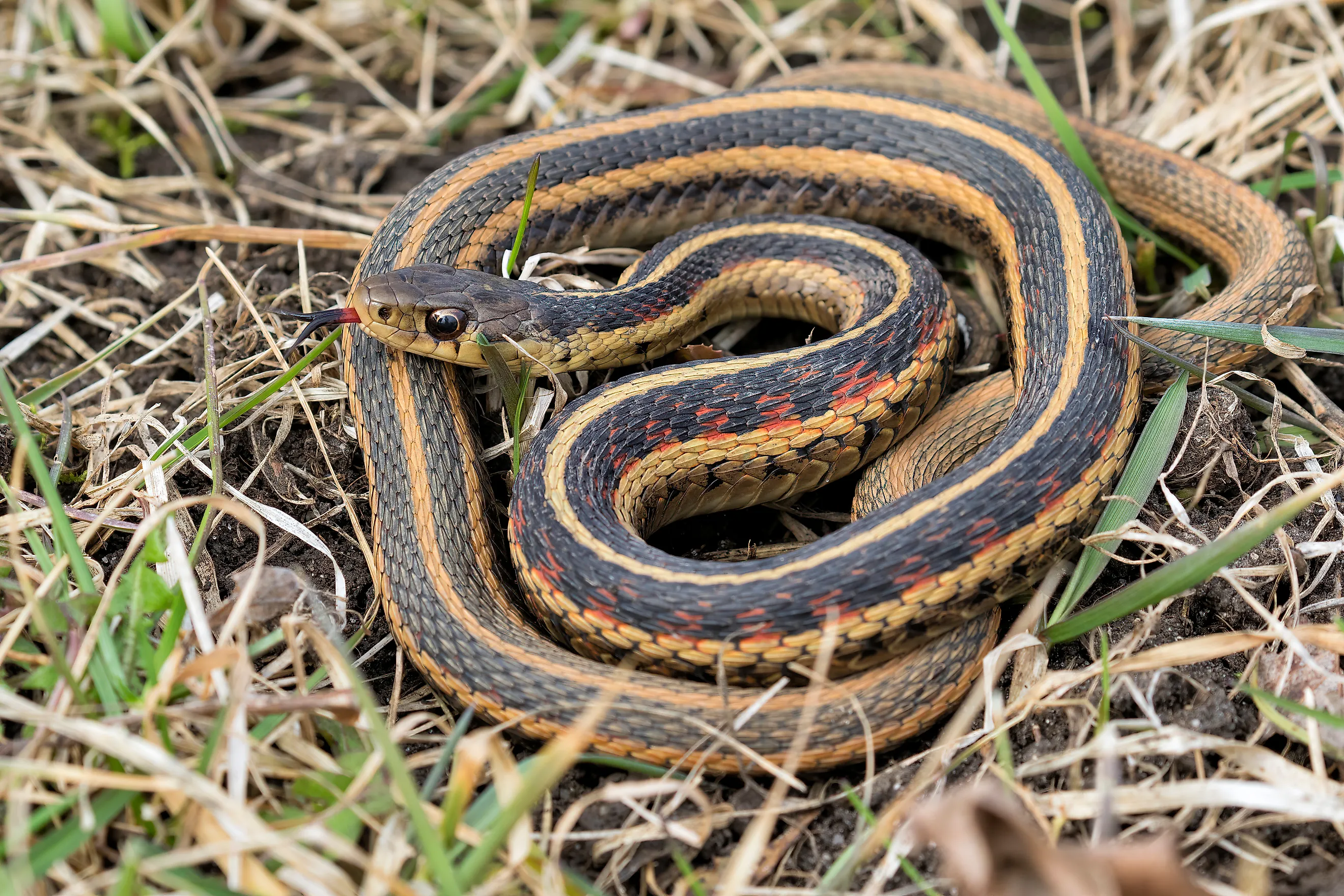 Common garter snake