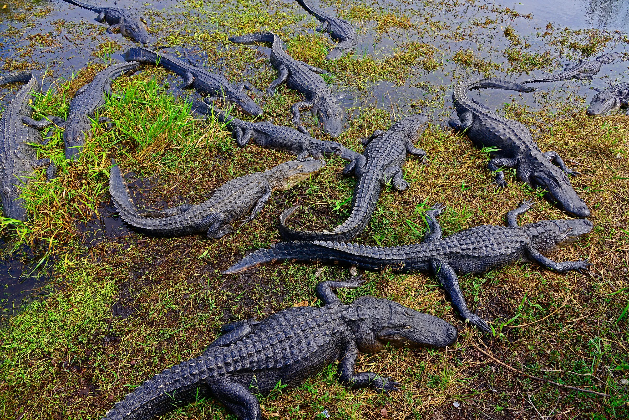 Alligators in Everglades National Park.