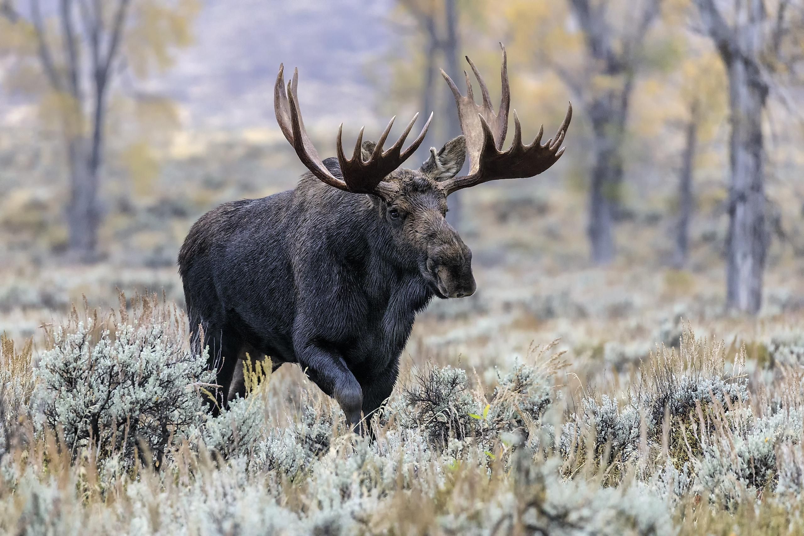 One attempt of trying to domesticate moose is well known to all historians, and it includes King Karl XI of Sweden.