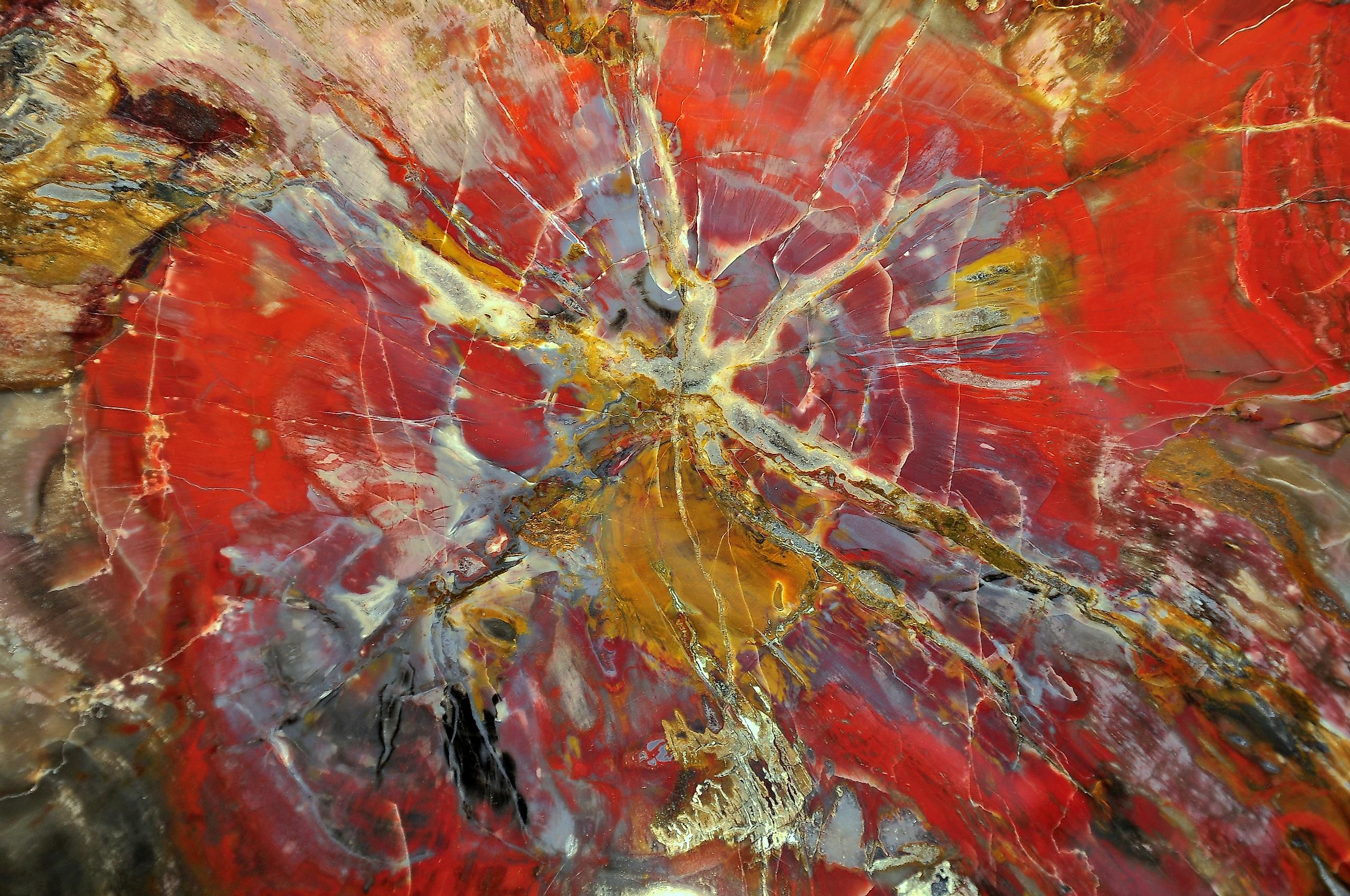 Petrified wood agglomerate polished cut