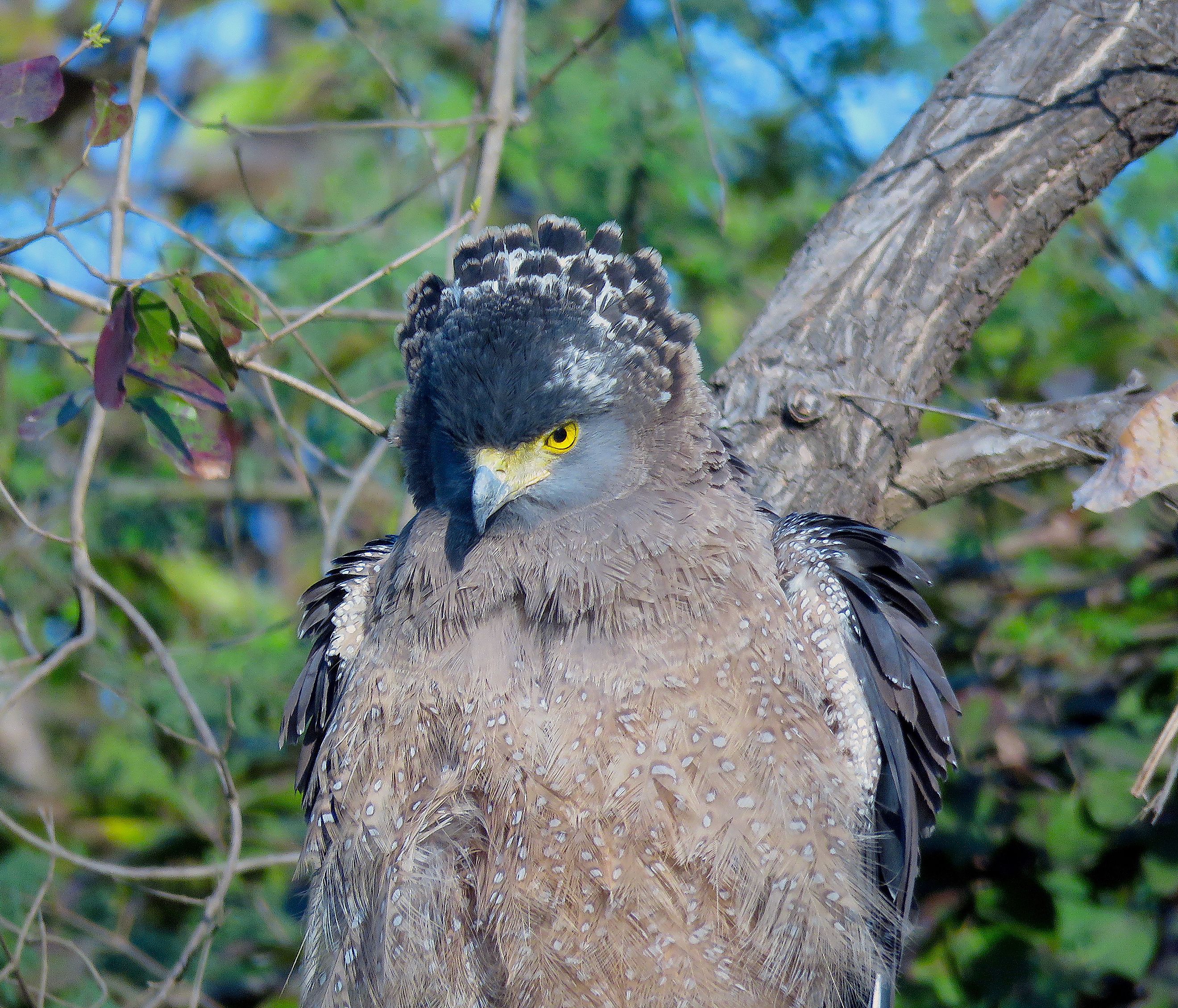 Crested serpent eagle. Image credit: Oishimaya Sen Nag
