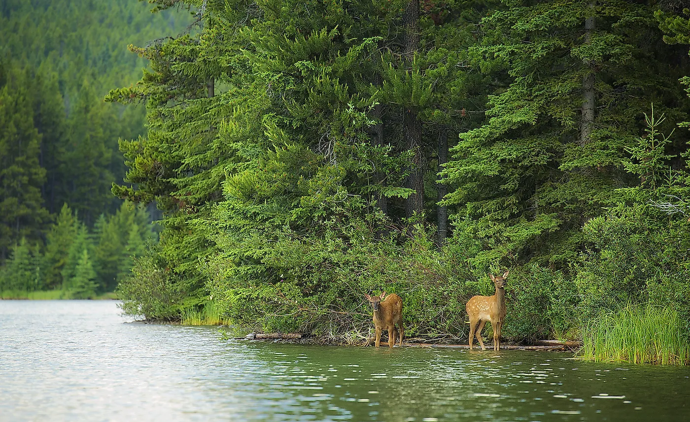 Two elk calves emerge from the forest and drink from a forest lake in Banff National Park, Alberta. Image credit: Chase Dekker/Shutterstock.com