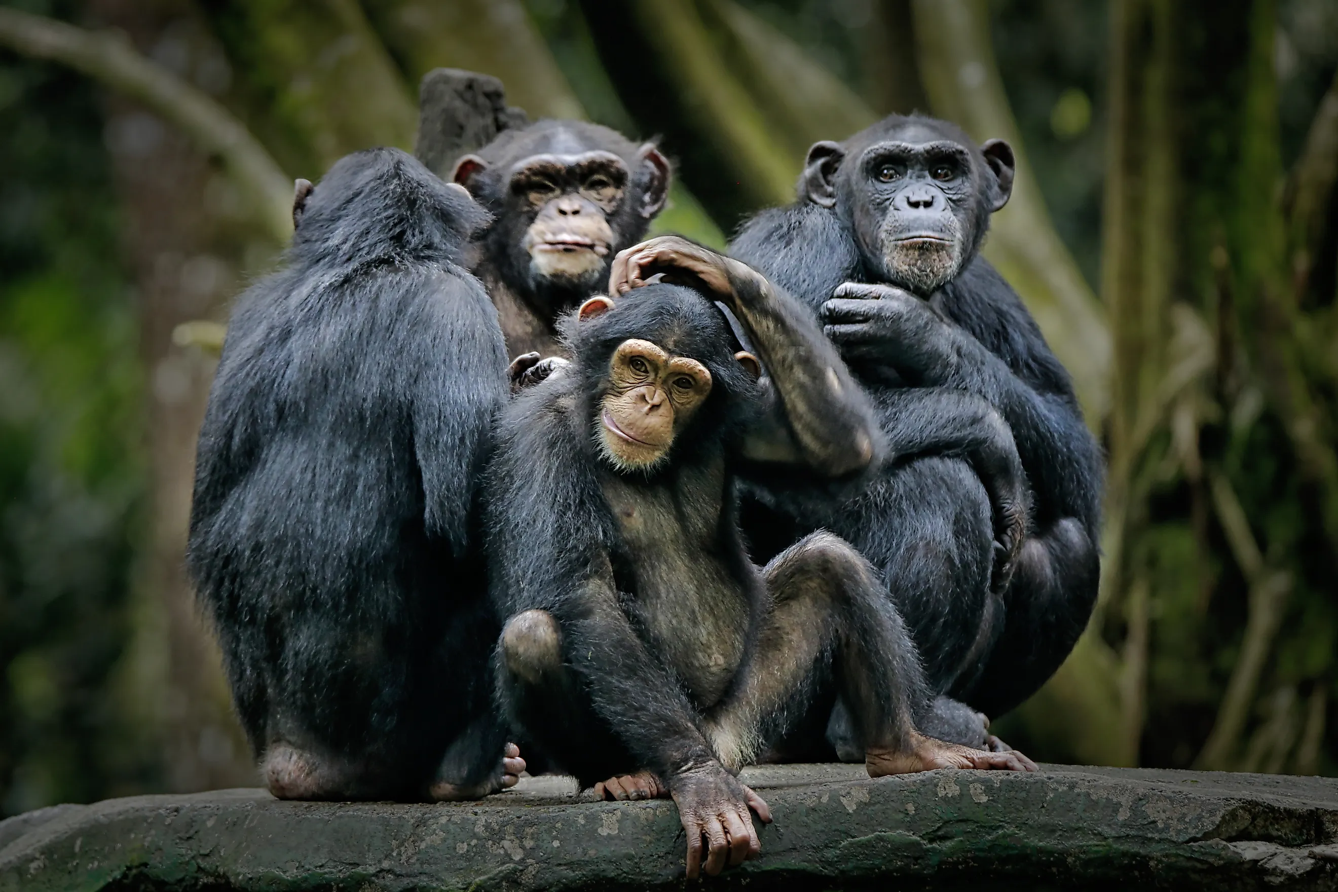 A group of chimpanzees sitting on a log of wood.