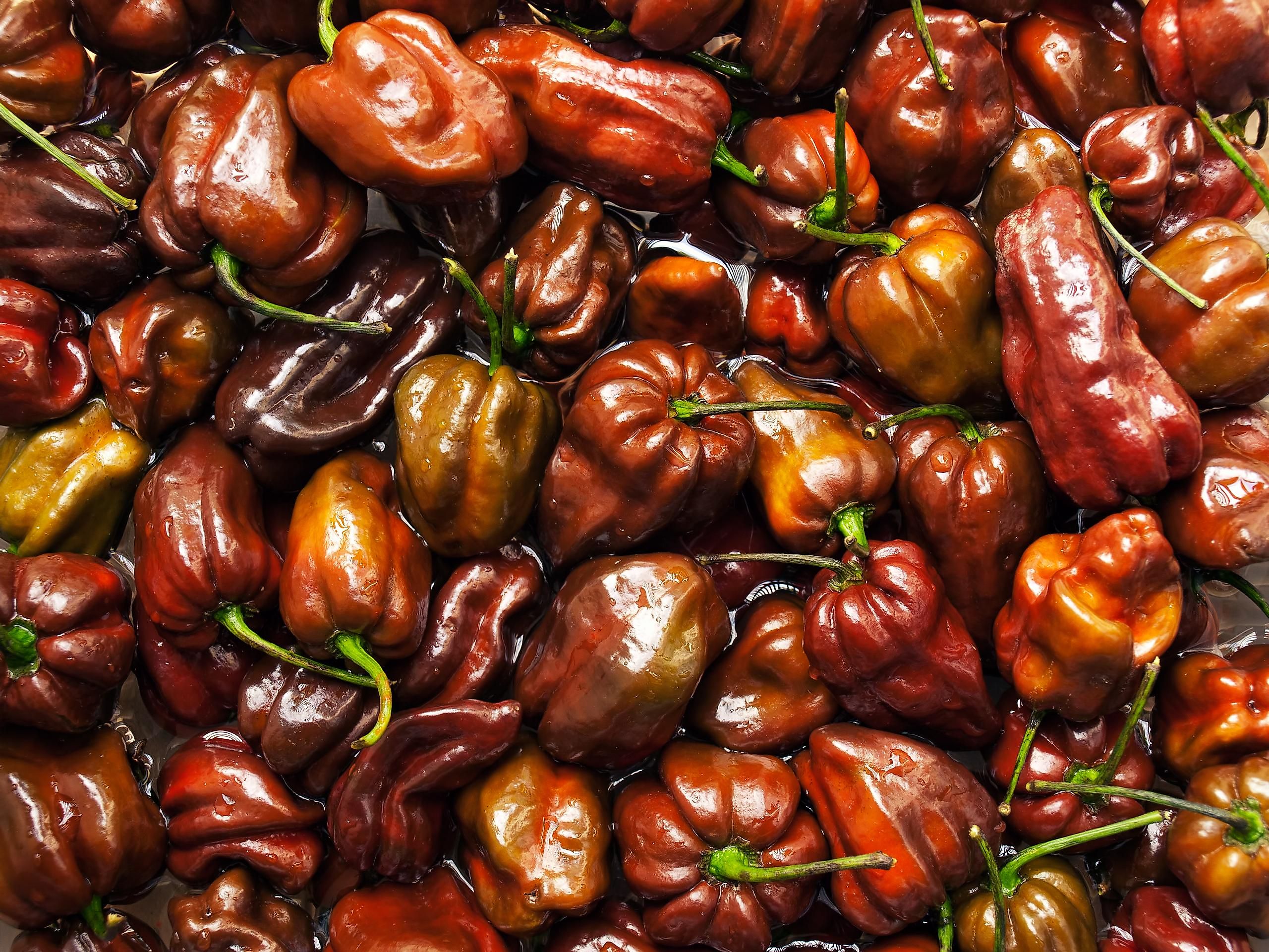 how-chili-peppers-conquered-the-world-or-at-least-most-of-it-the