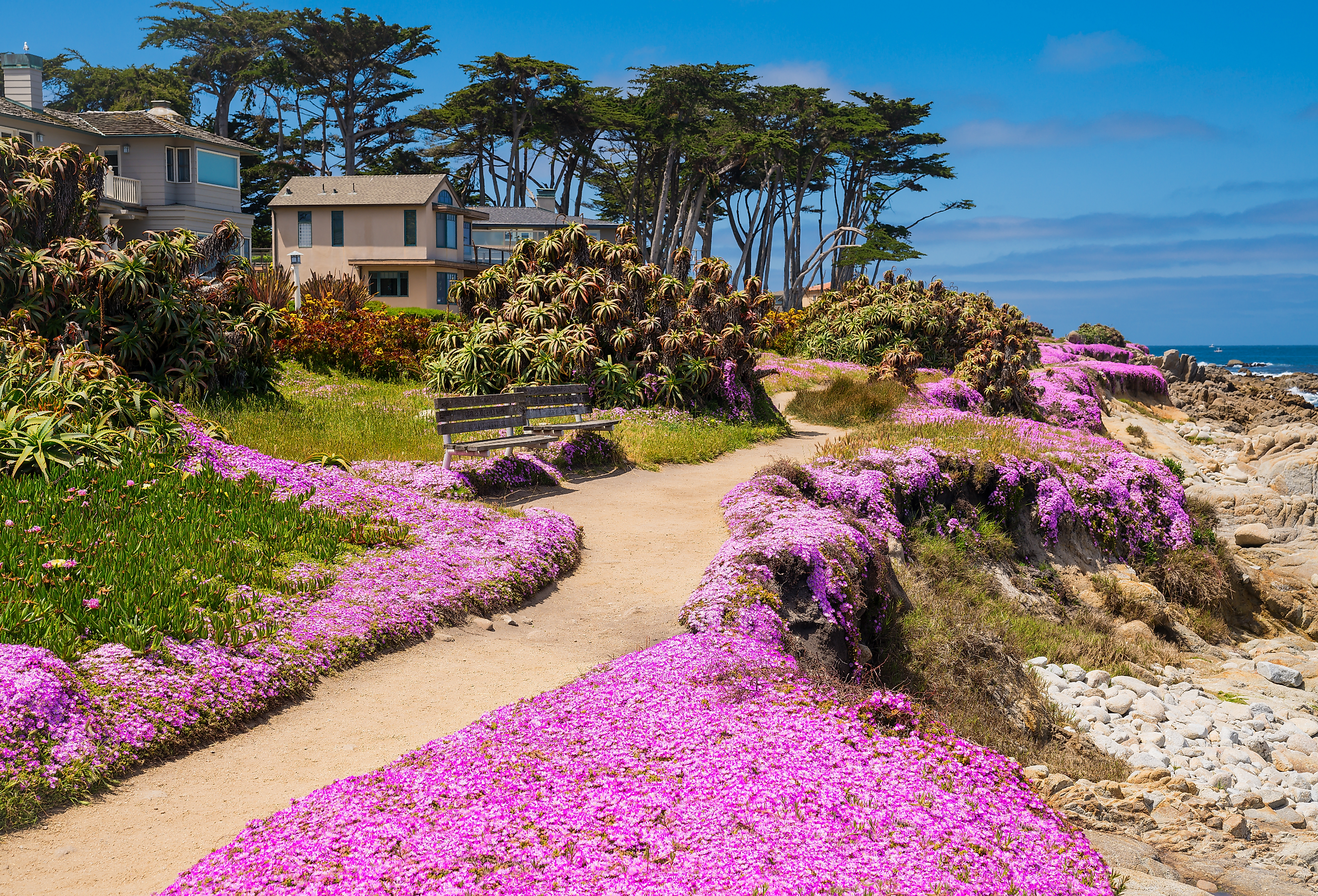 Homes and pathway through pink flowers in Pacific Grove, Monterey, California.