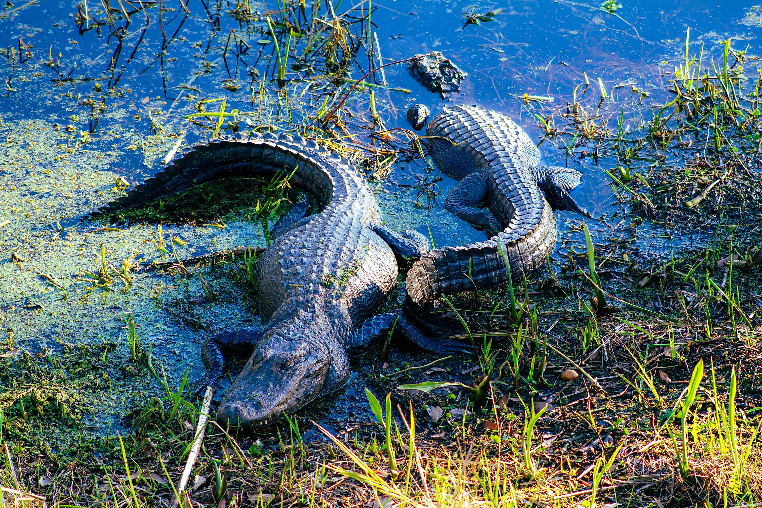 Two American Alligators sunbathing in the Louisiana swamp
