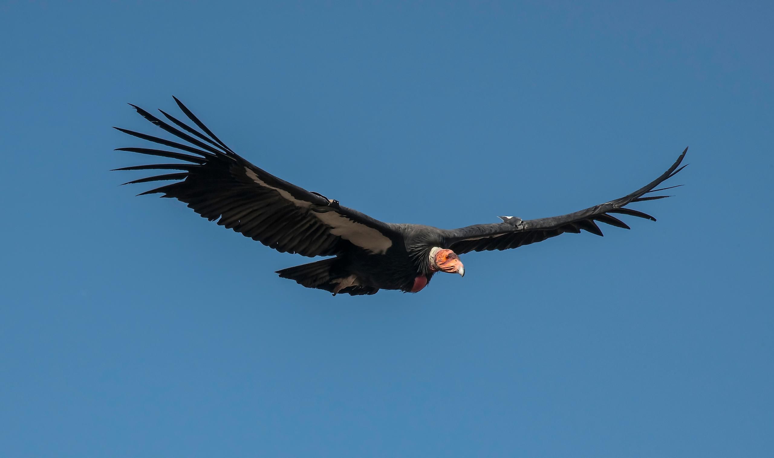 condor size condor size