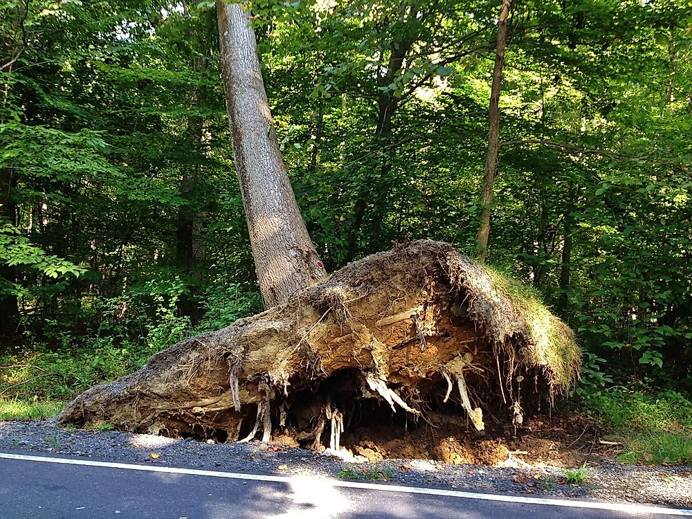 Damage to a tree in Maryland following a derecho storm.