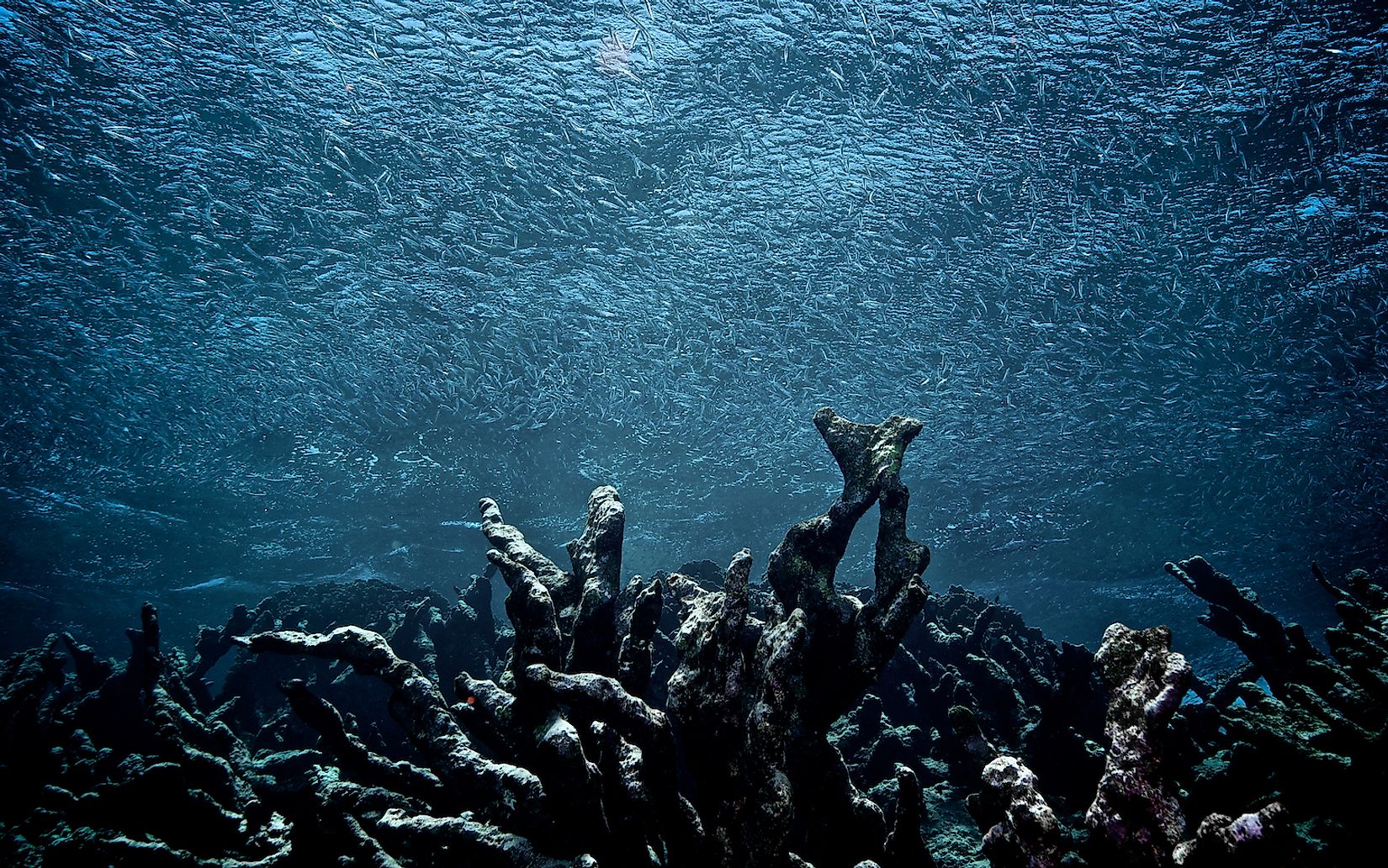 A school of fish swims over a field of dead coral.