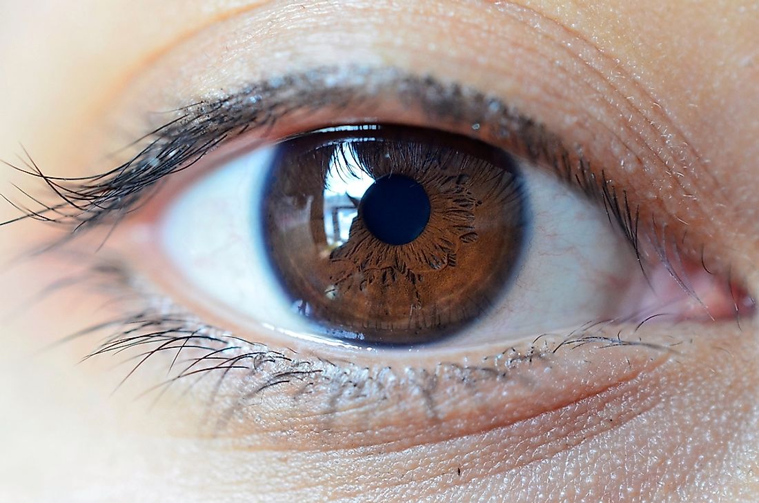Brown eyes are the most common eye color in the world.