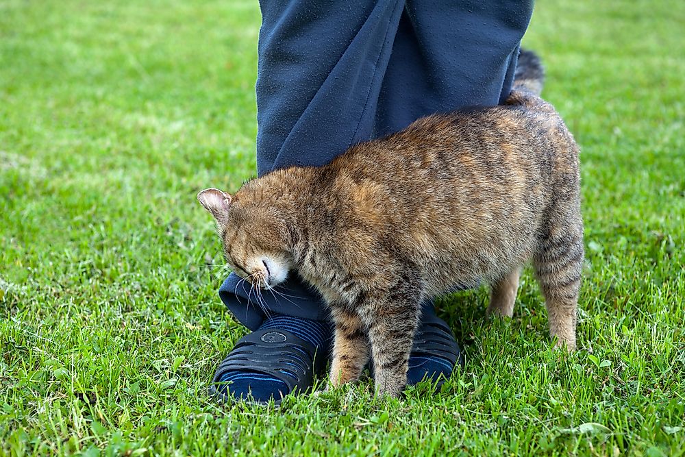 Cats rubbing against the leg of a human can be a sign of affection.