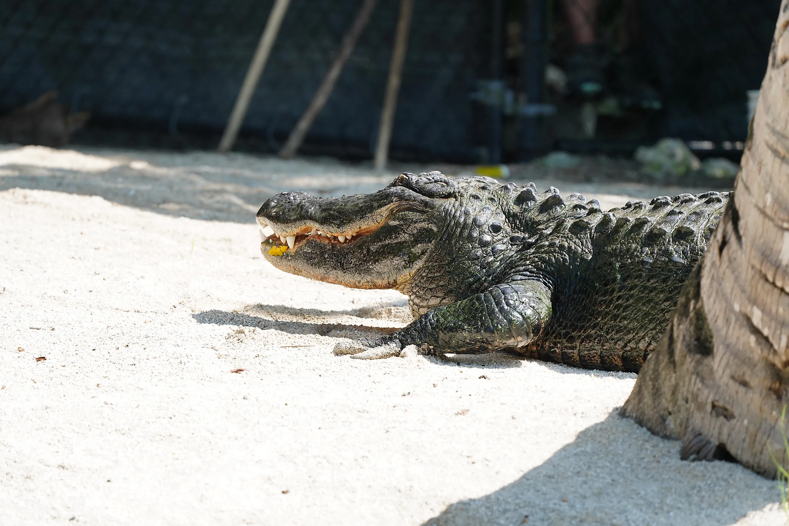 A smiling American alligator in the sand. Credit: Perry Productions / Shutterstock