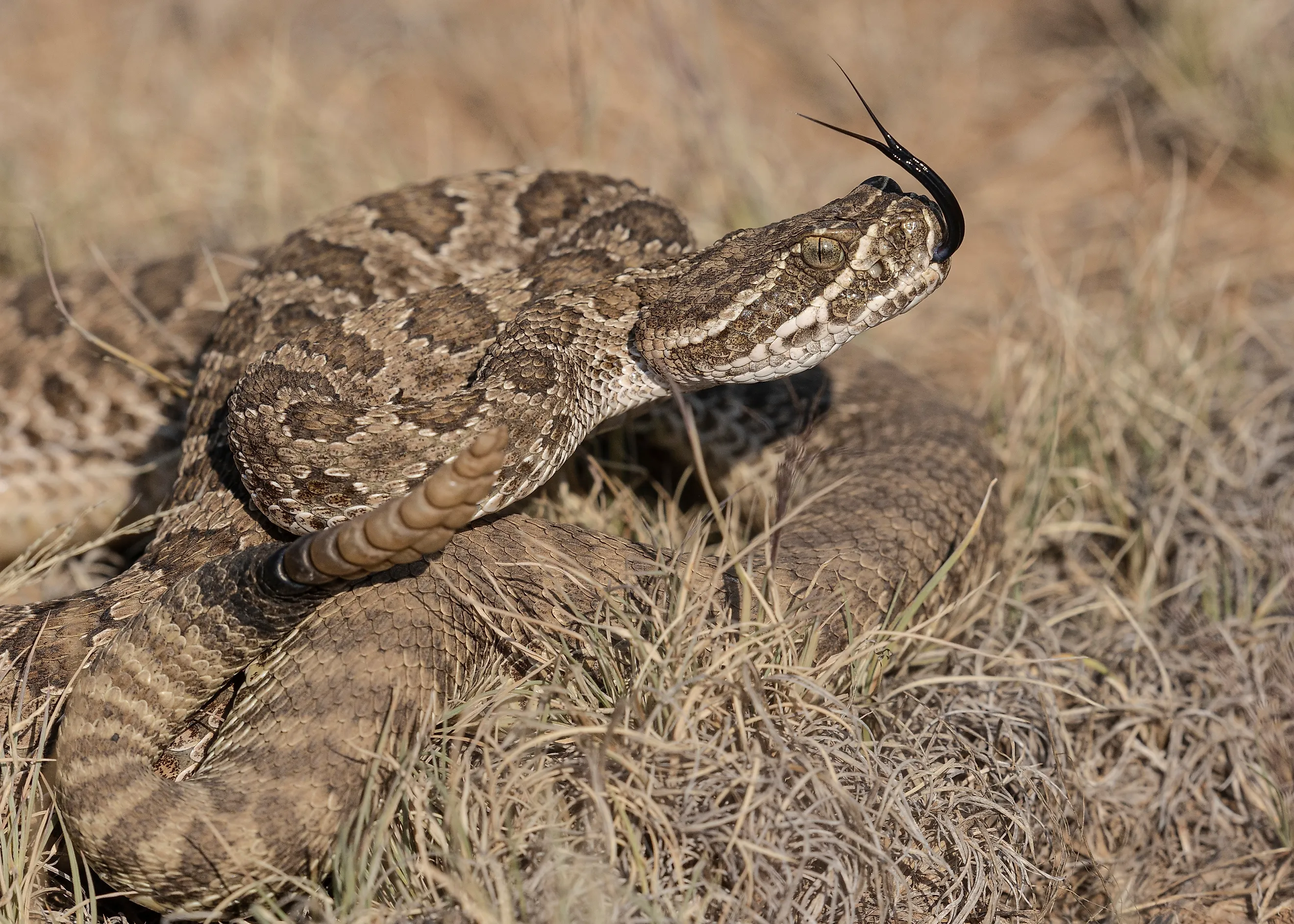 Prairie Rattlesnake, Crotalus viridis, pinyon-juniper terrain, New Mexic