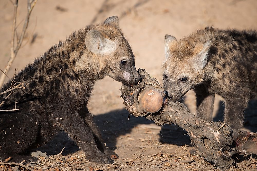 two young hyena pups