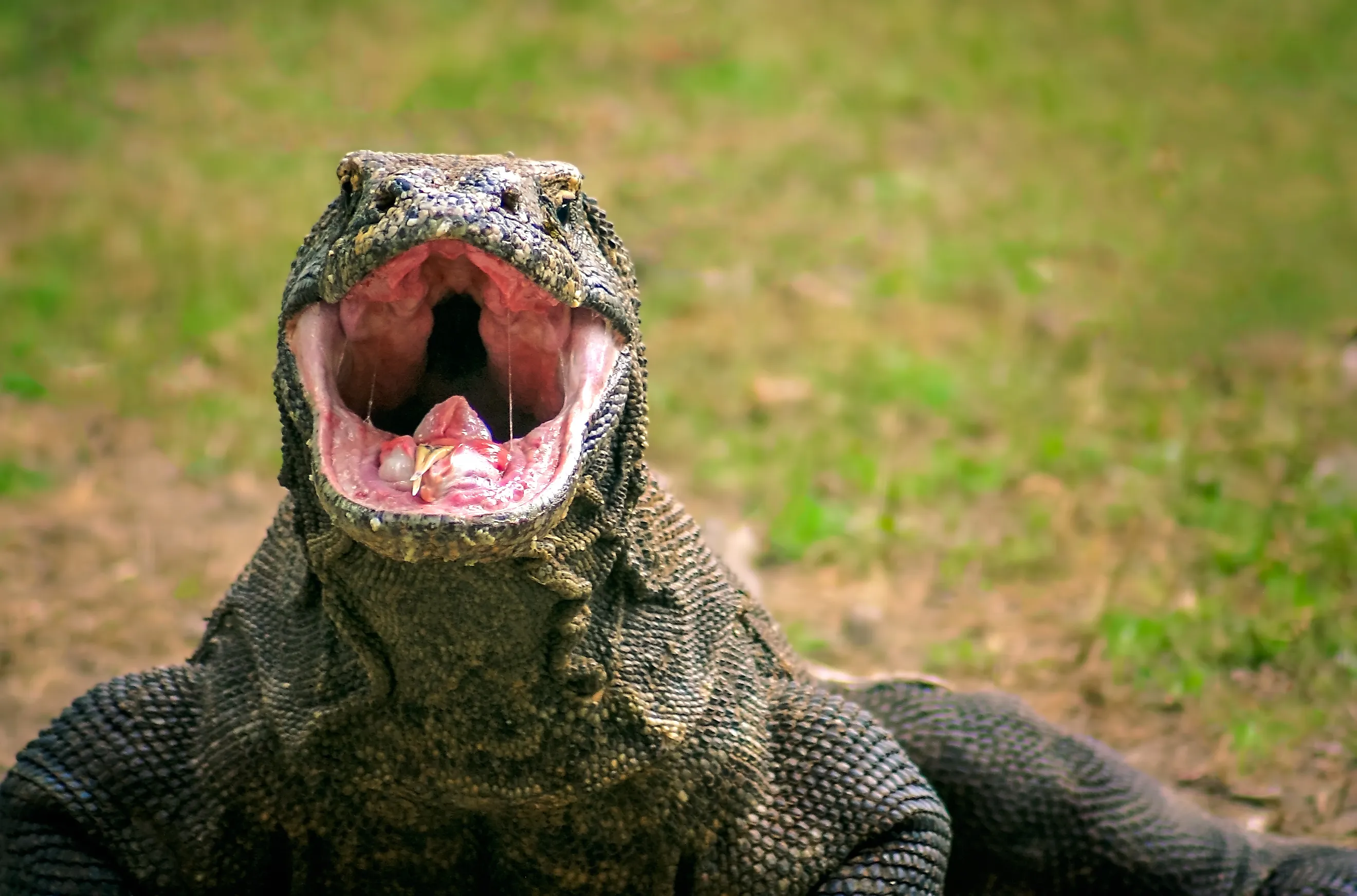 Endangered giant Komodo dragon looking for food, Komodo Island, Indonesia