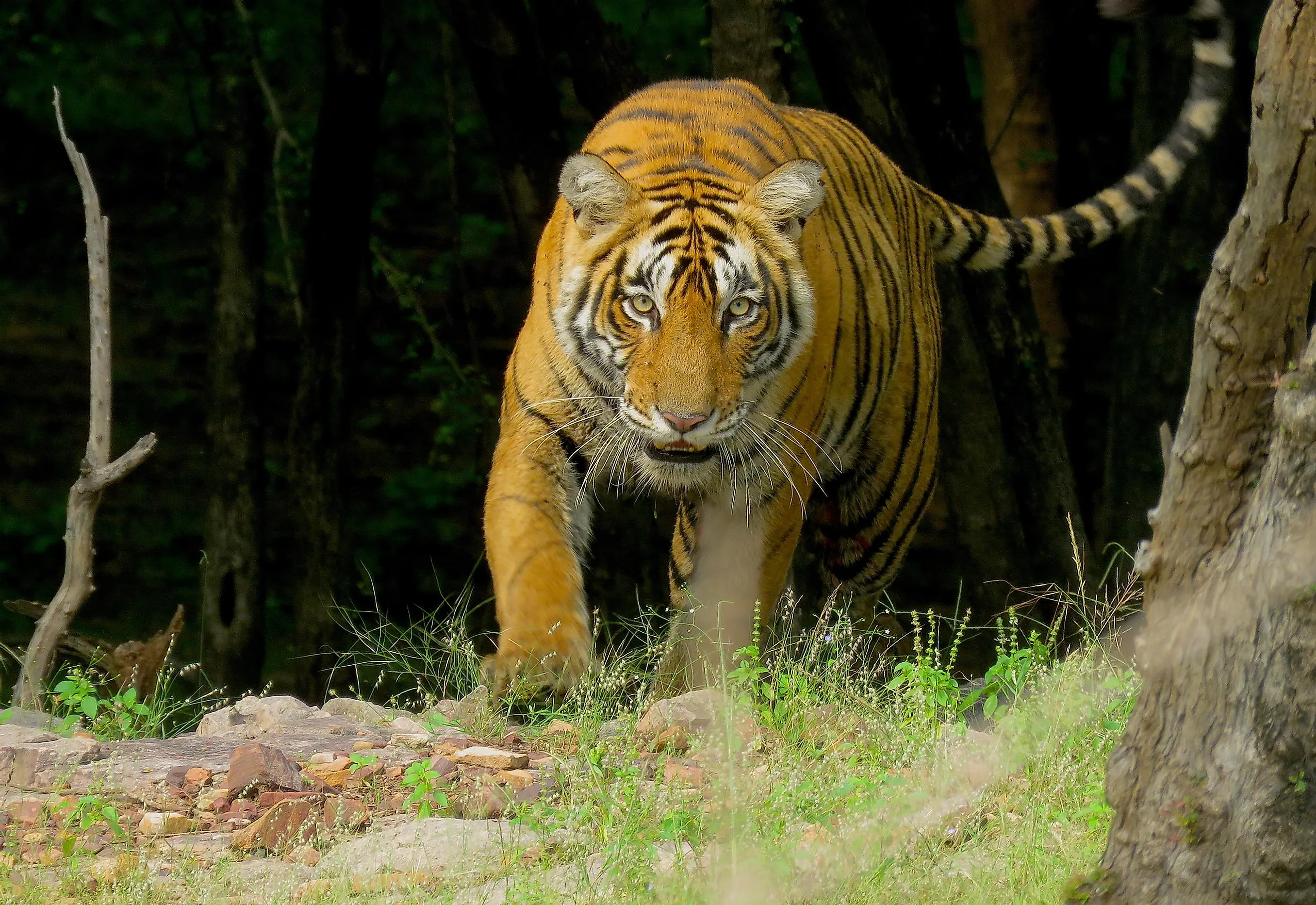 Asia Album: 2 Royal Bengal Tiger cubs playing with mother at zoo