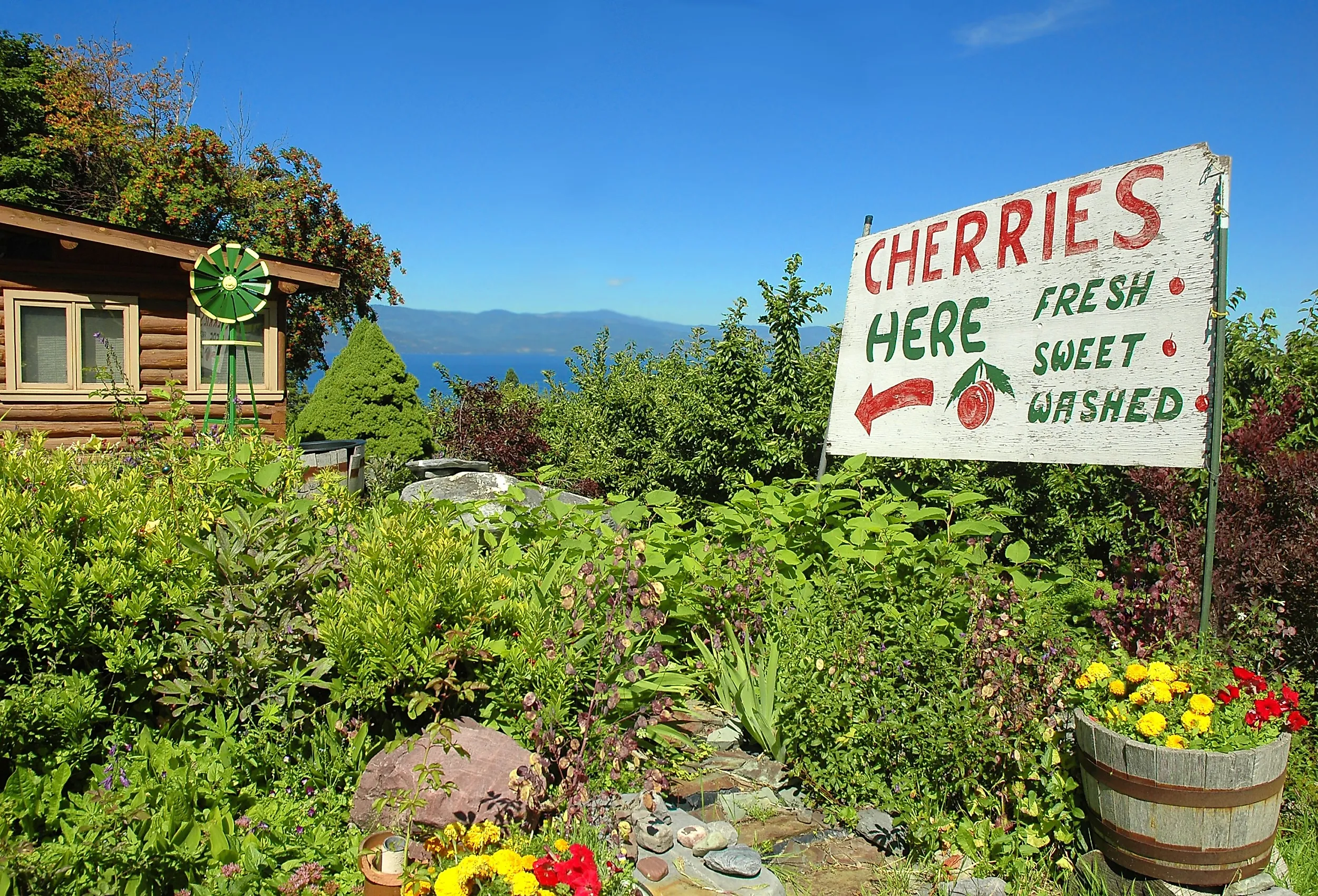 Sign advertising cherries for sale at a cherry orchard with Flathead Lake in the background