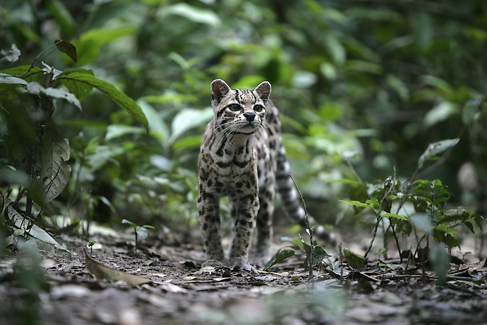 south american feral feline