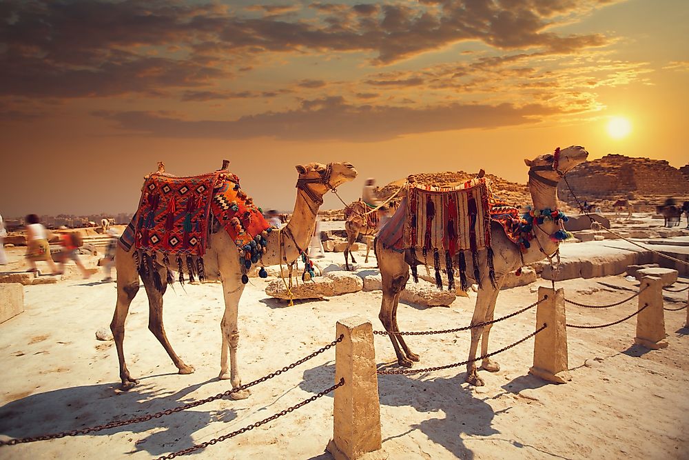 Camels in Egypt, Africa - Egypt was often included in the definition of the "Near East".