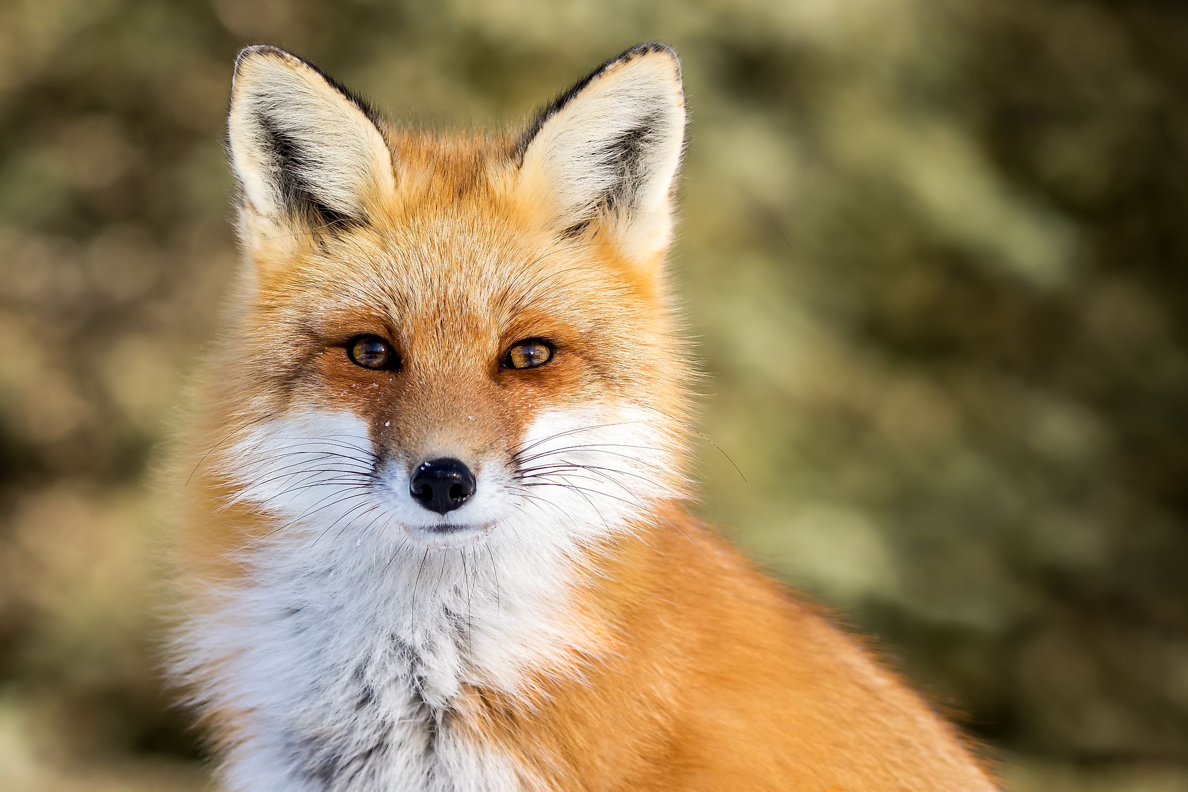 There are some individual cases of foxes being successfully tamed, but no domestication was done on a larger level.