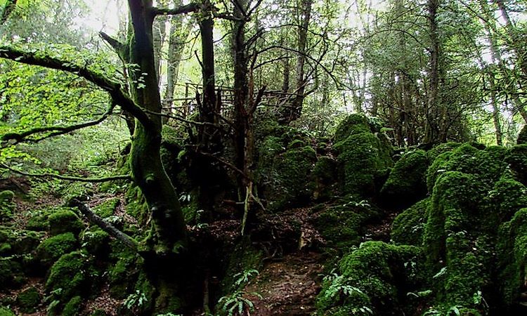 Part of Puzzlewood, near Coleford, showing scowles overgrown by trees and moss.