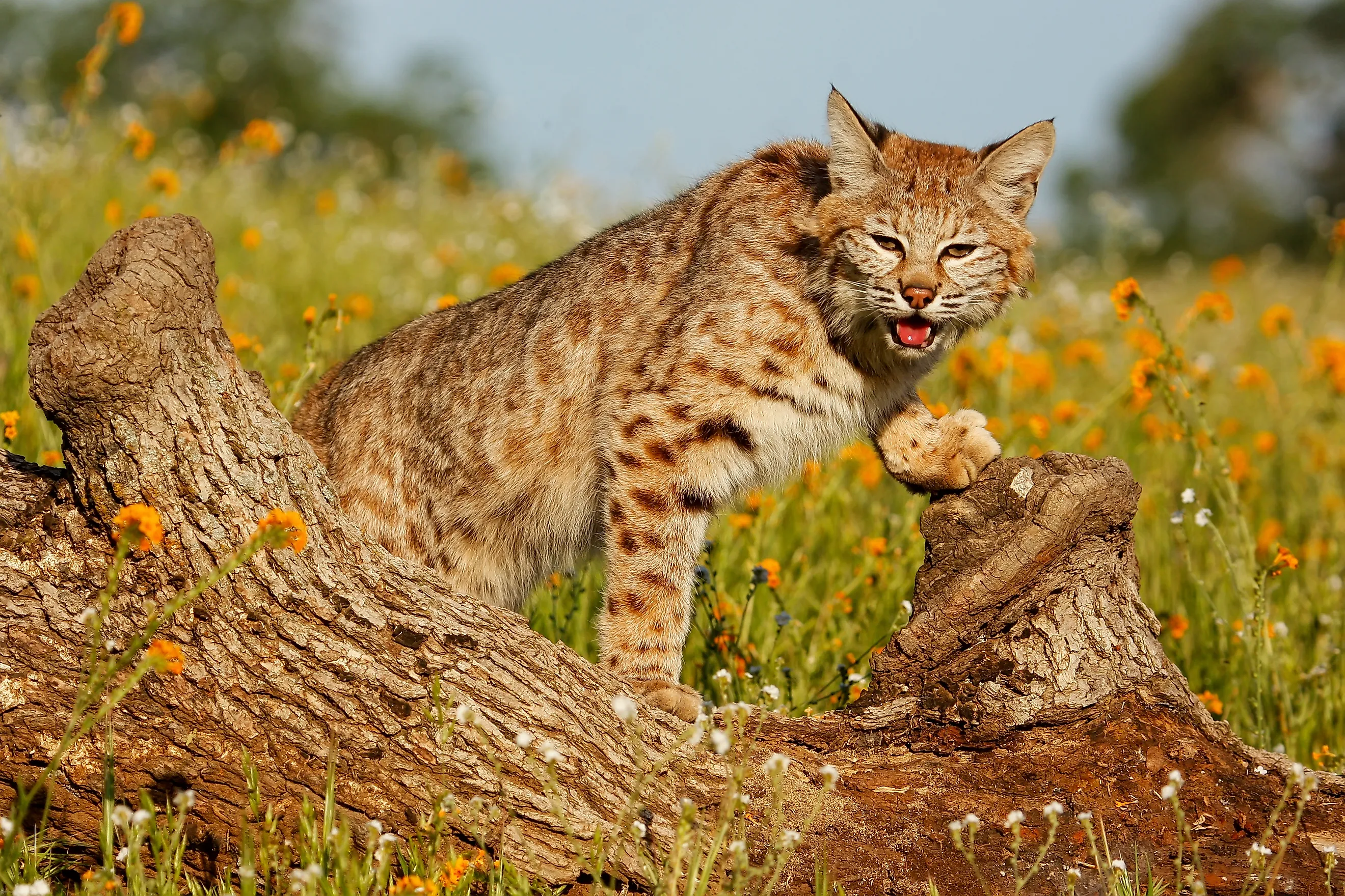 A beautiful bobcat in a meadow.