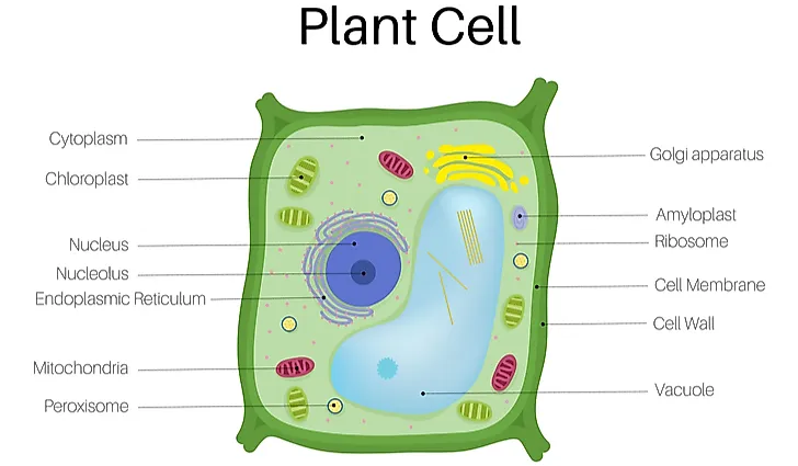 Image result for plant cell