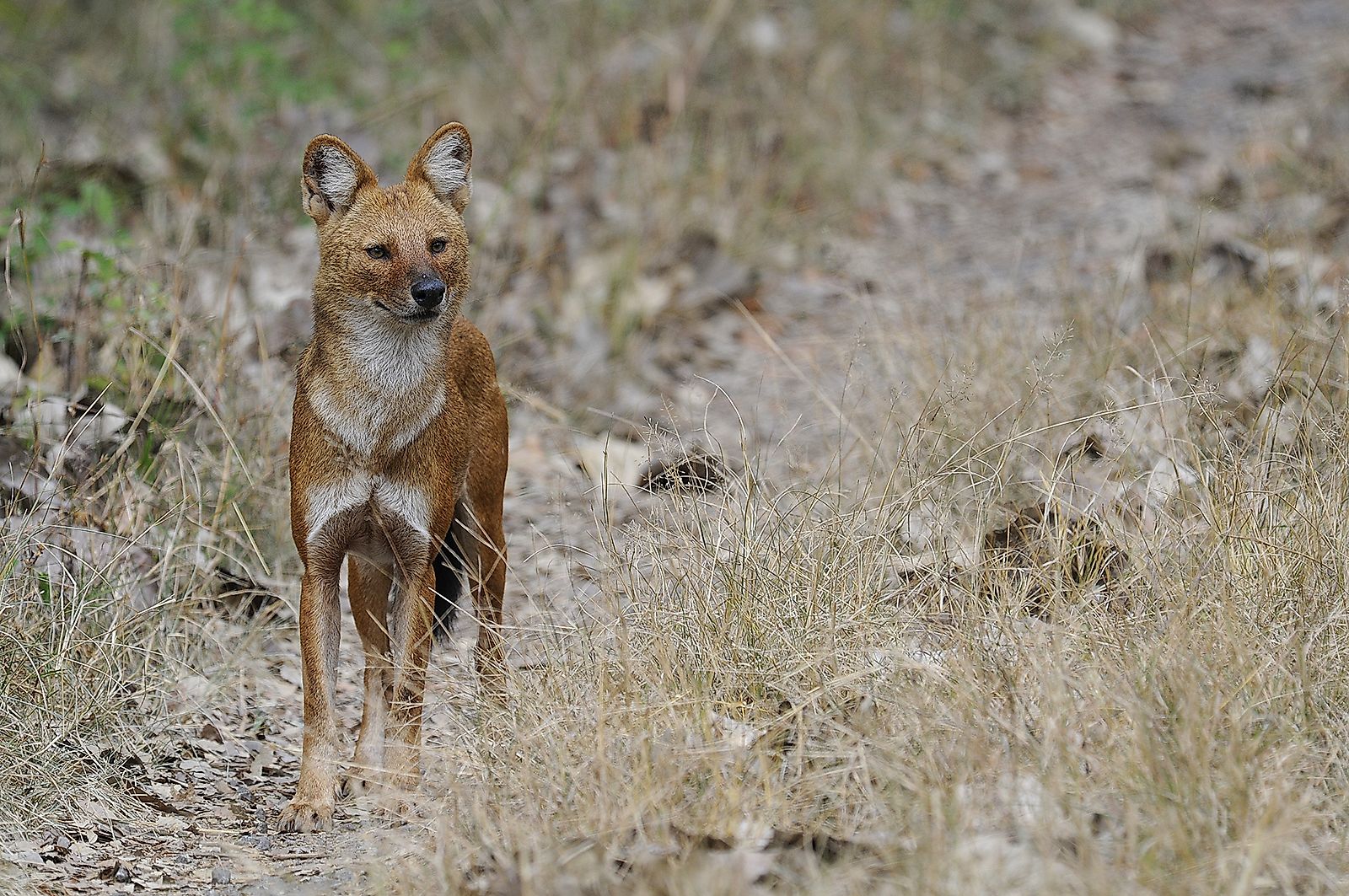 Dhole