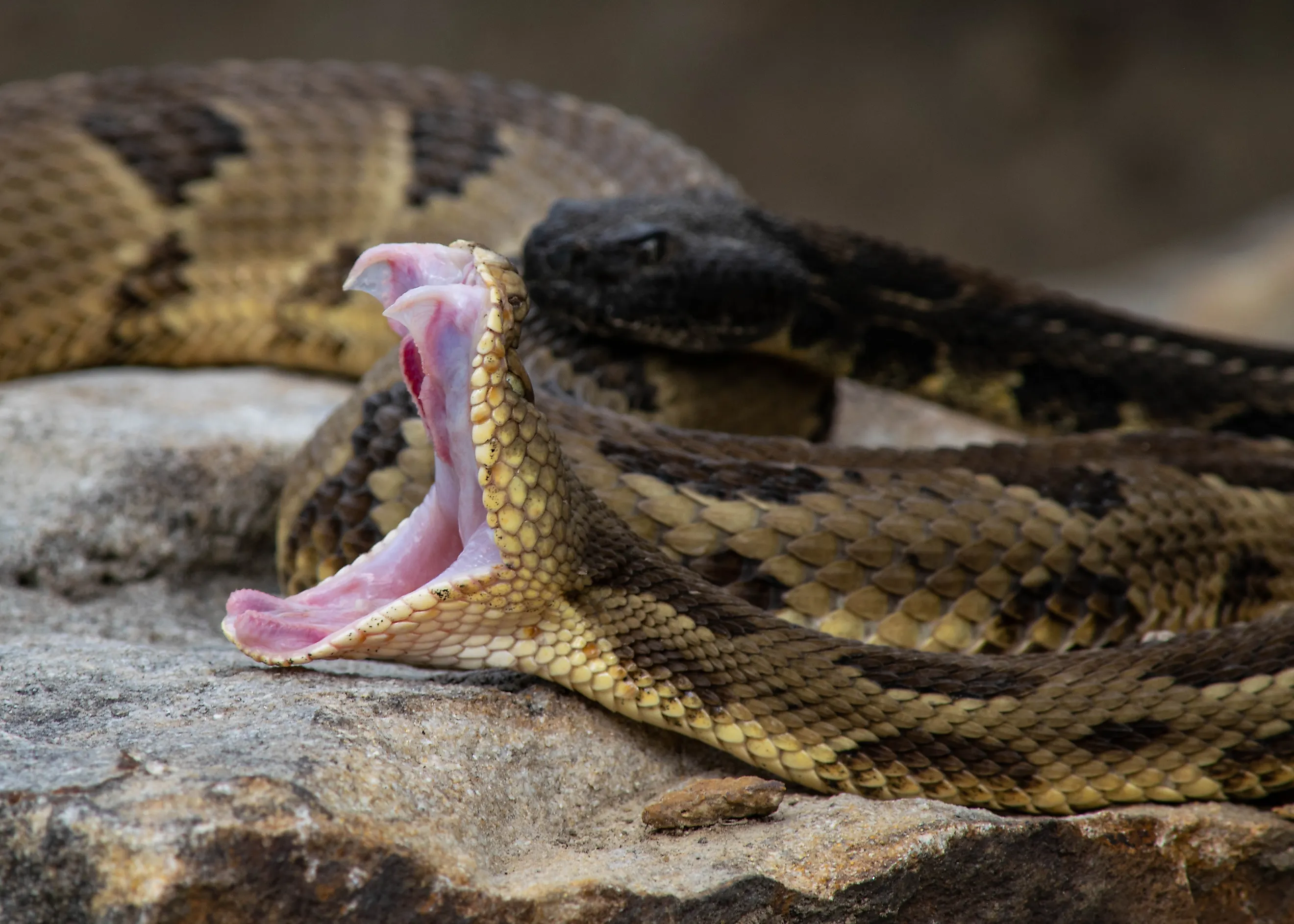 A timber rattlesnake exposes its fangs.