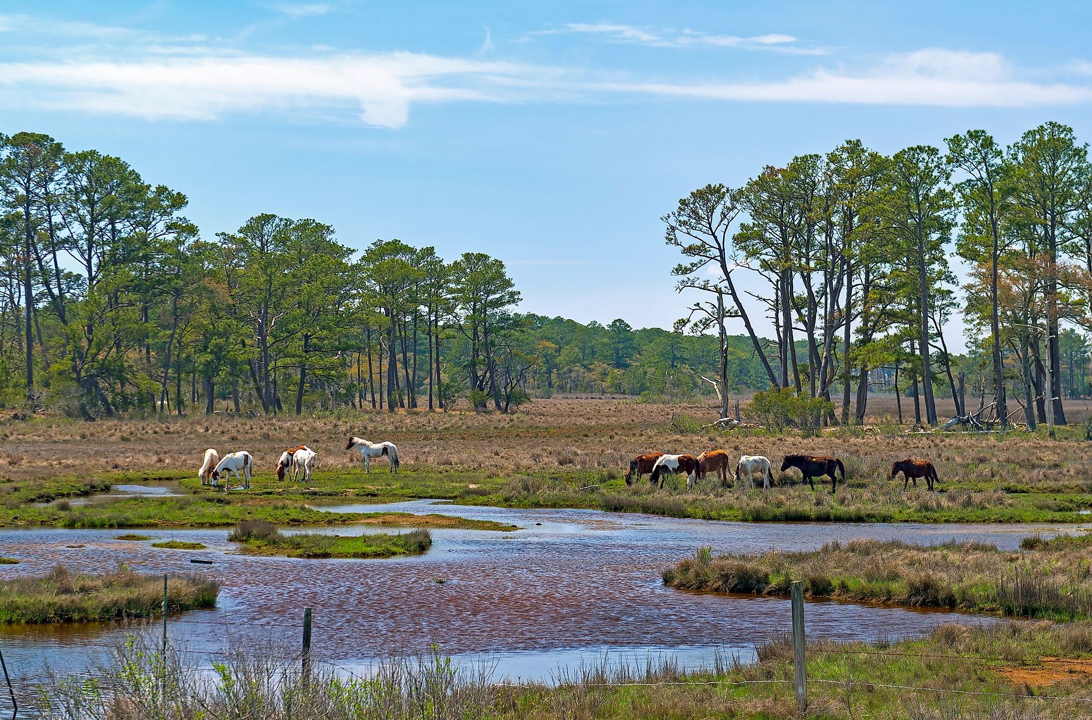 Wild ponies feeding in a wetland in the Chincoteague Wildlife Refuge in Virginia. 