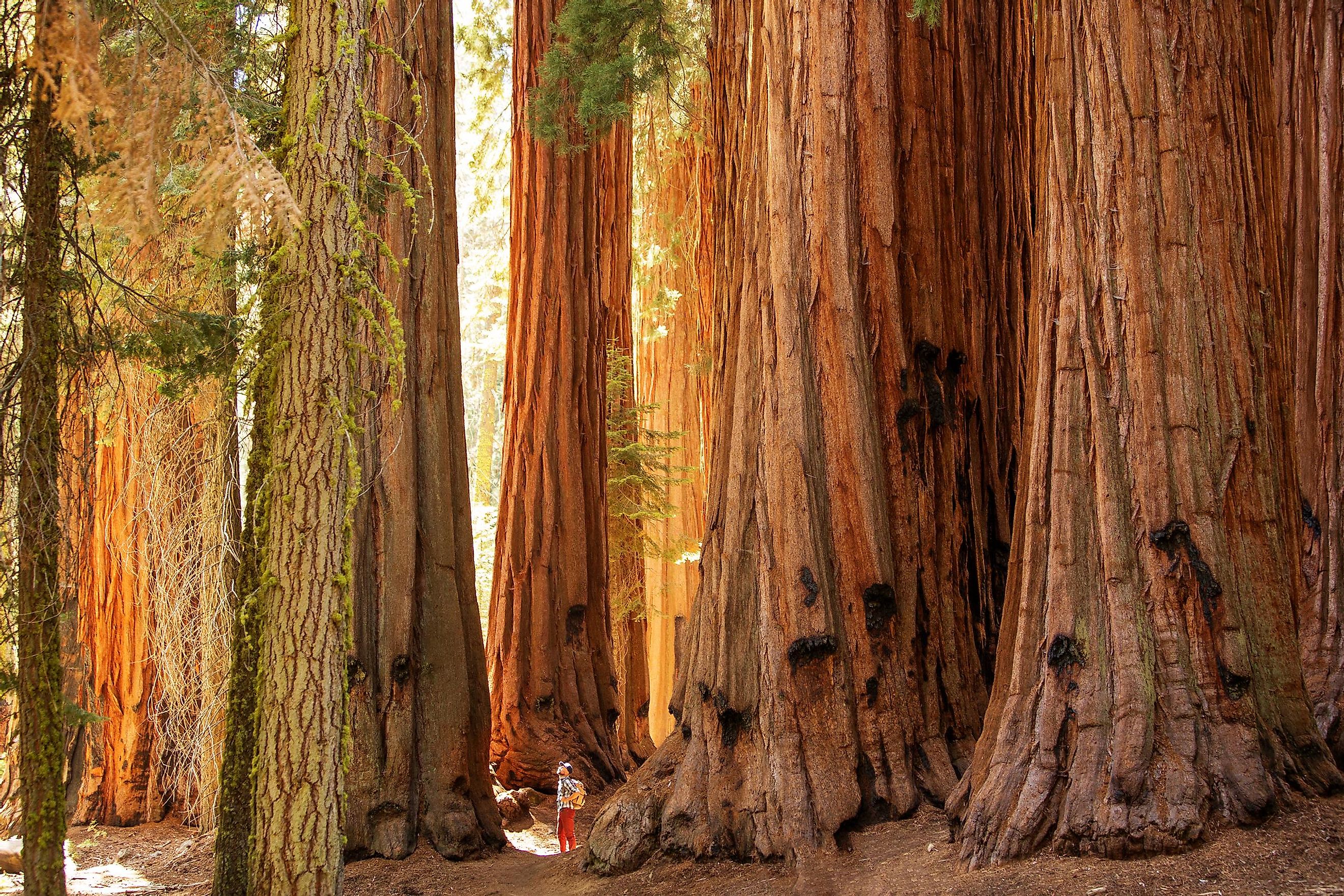 Giant sequoia trees in the Mariposa Grove.