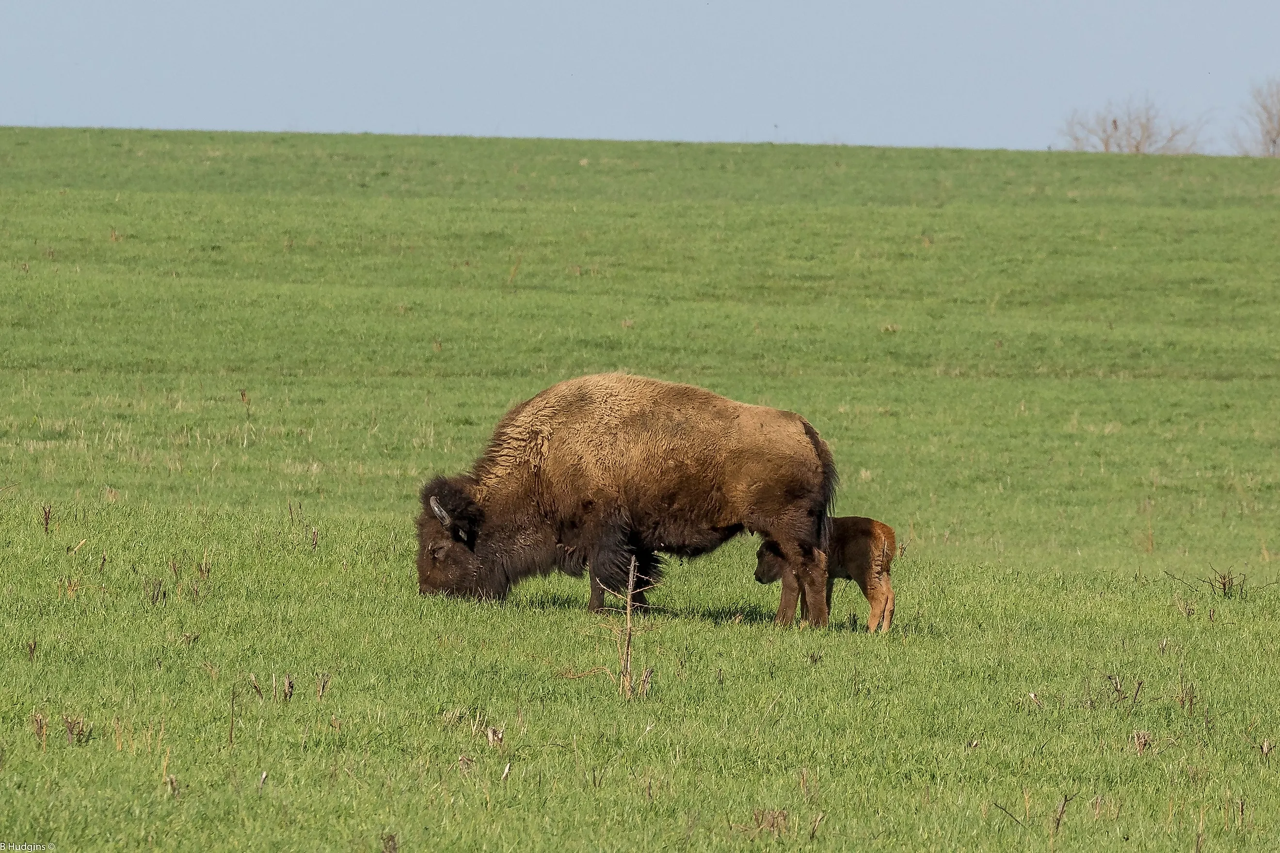 A herd of American bison in Midewin National Tallgrass Prairie in Illinois. 