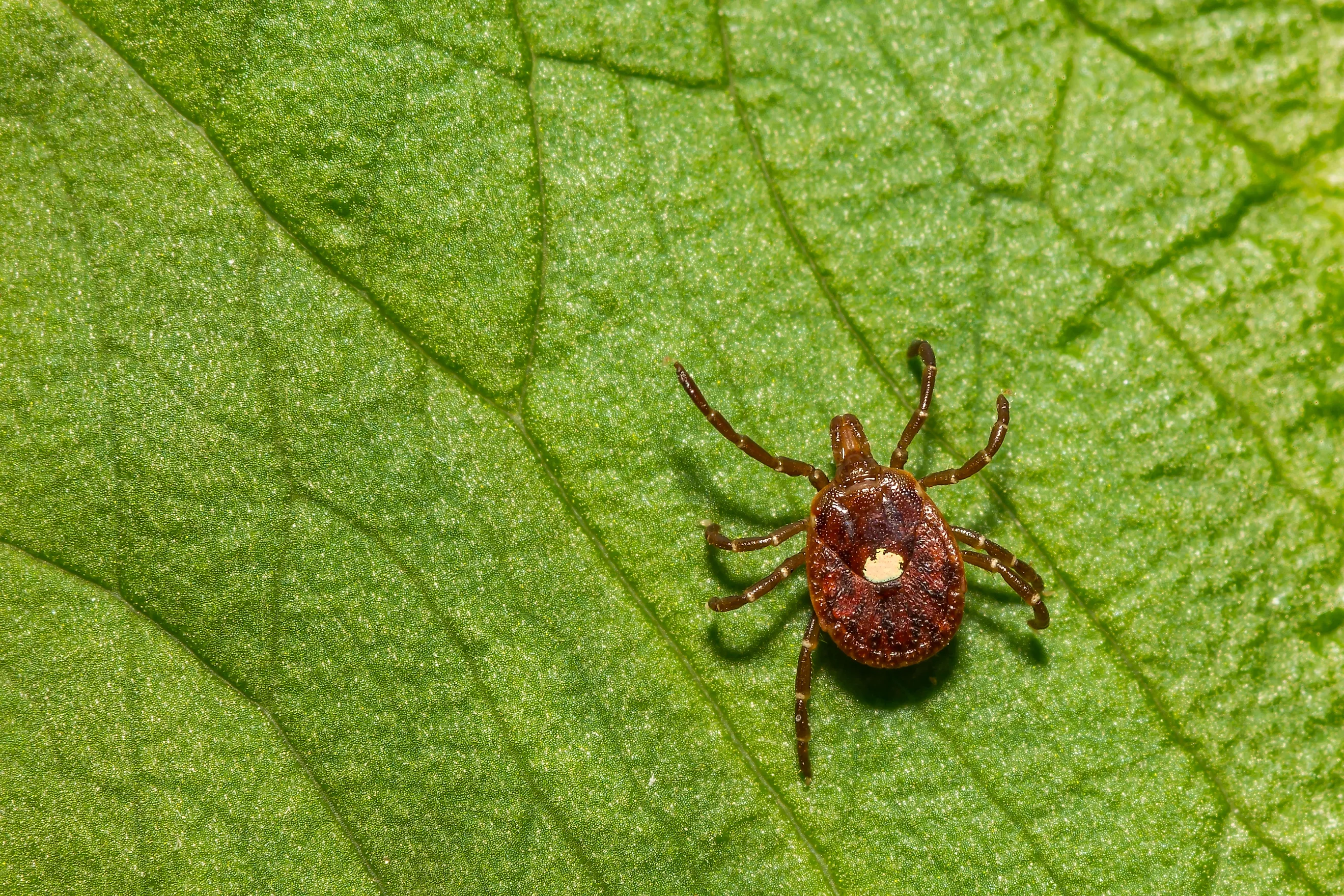 Lone Star Tick - Amblyomma americanum